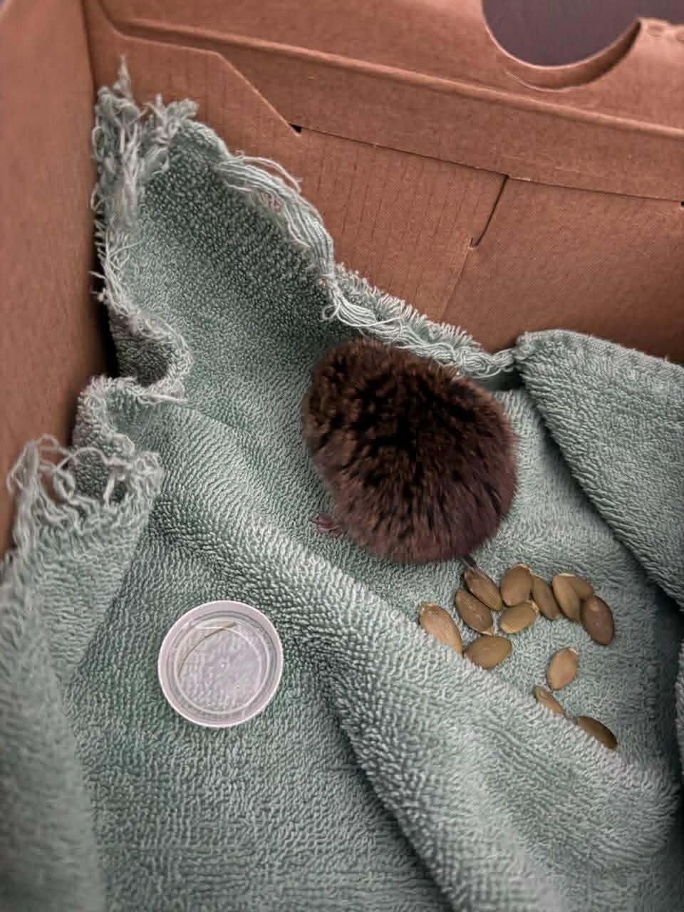 A meadow vole found in on a freezing January day