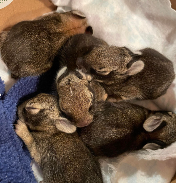 5 infant eastern cottontail rabbits with eyes closed on fleece