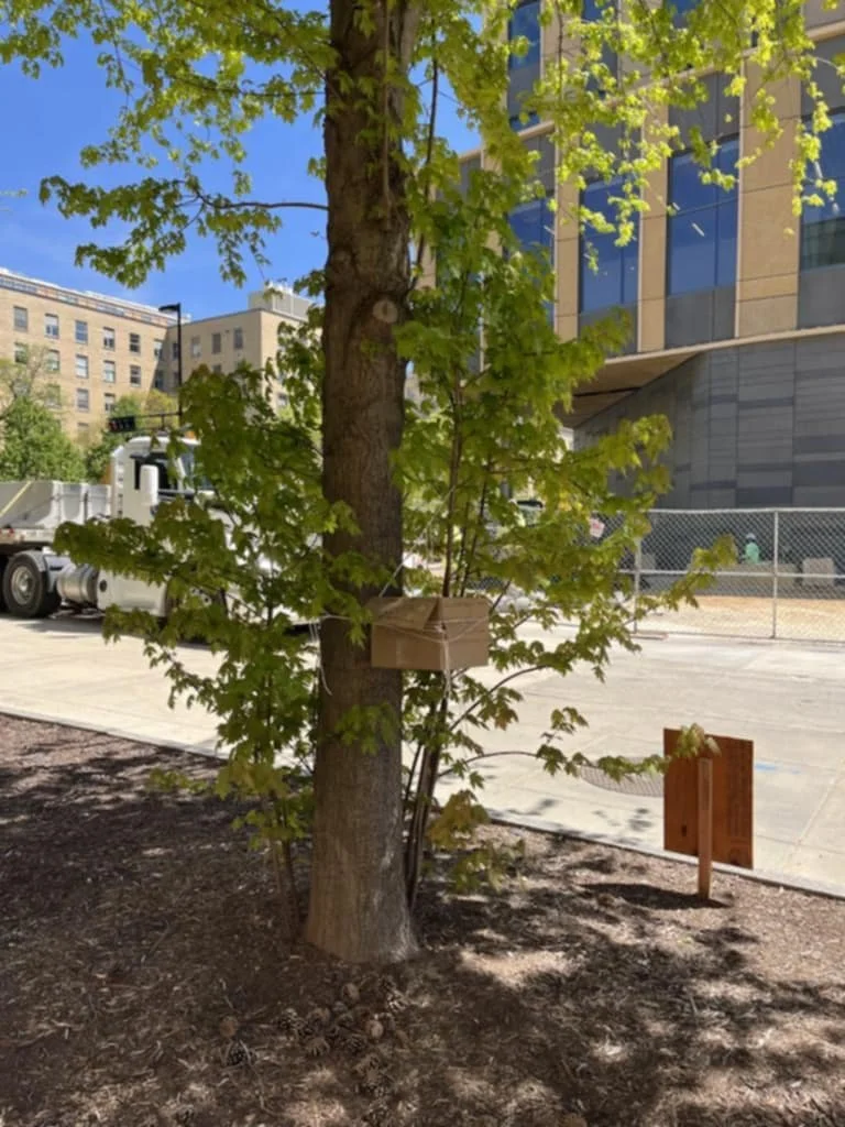 Box (with baby gray squirrel inside), awaiting mother to collect 