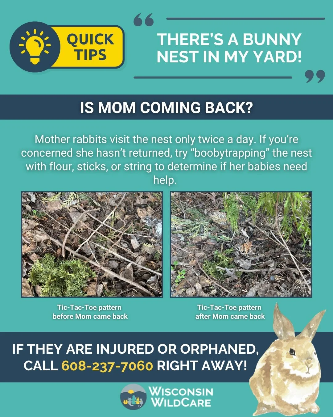 bunny-nest-yard-pattern.jpg