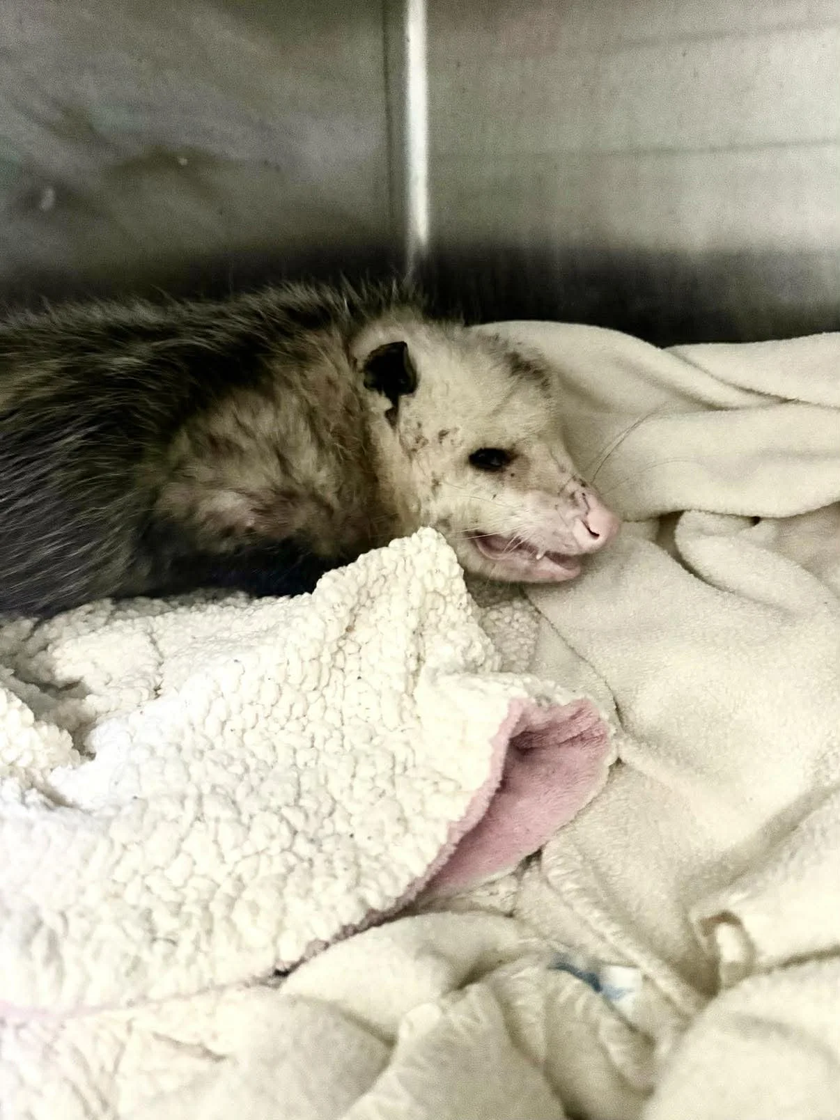 injured adult opossum lying on a fleece blanket