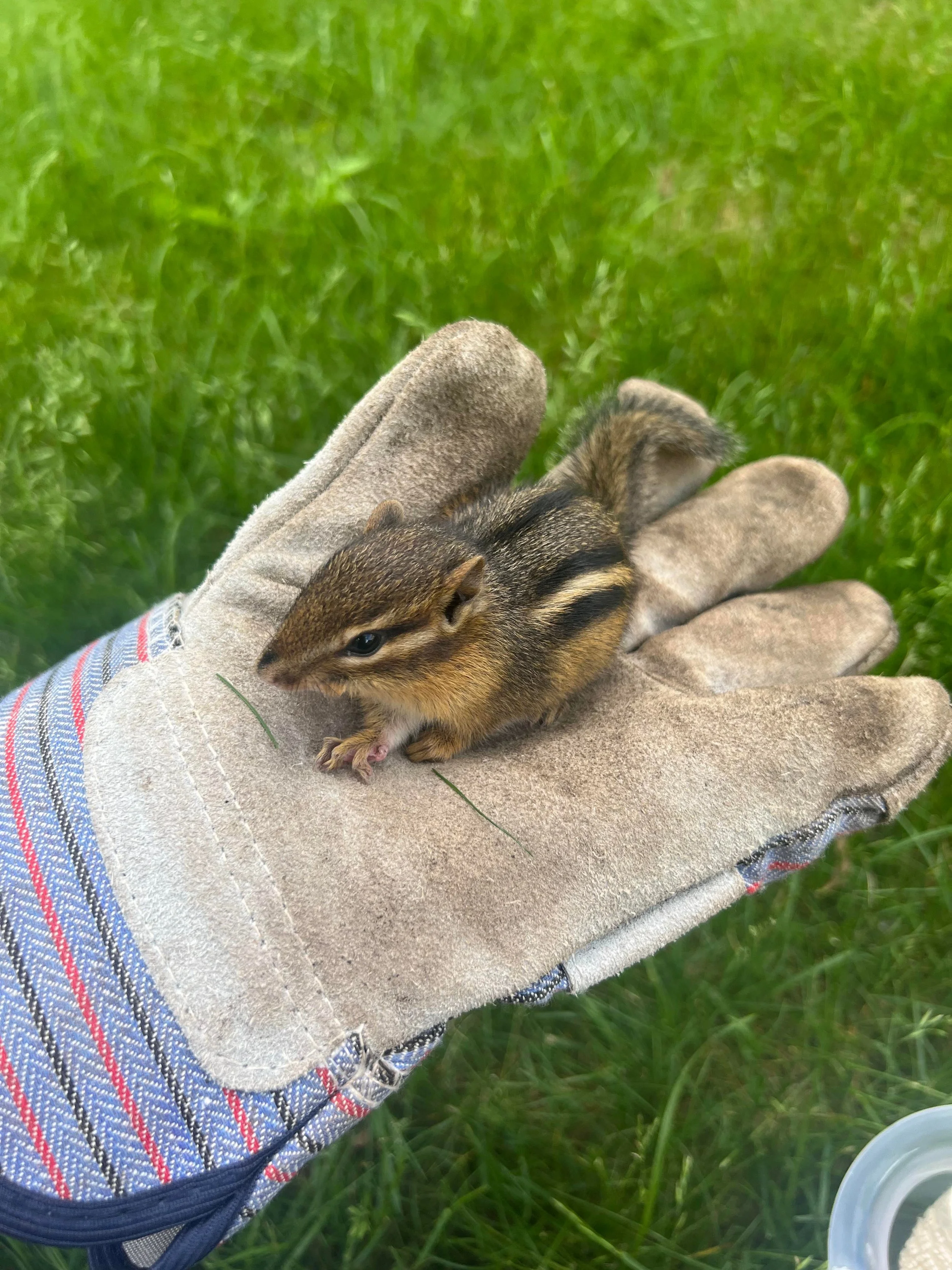 Hand wearing leather glove holding juvenile chipmunk