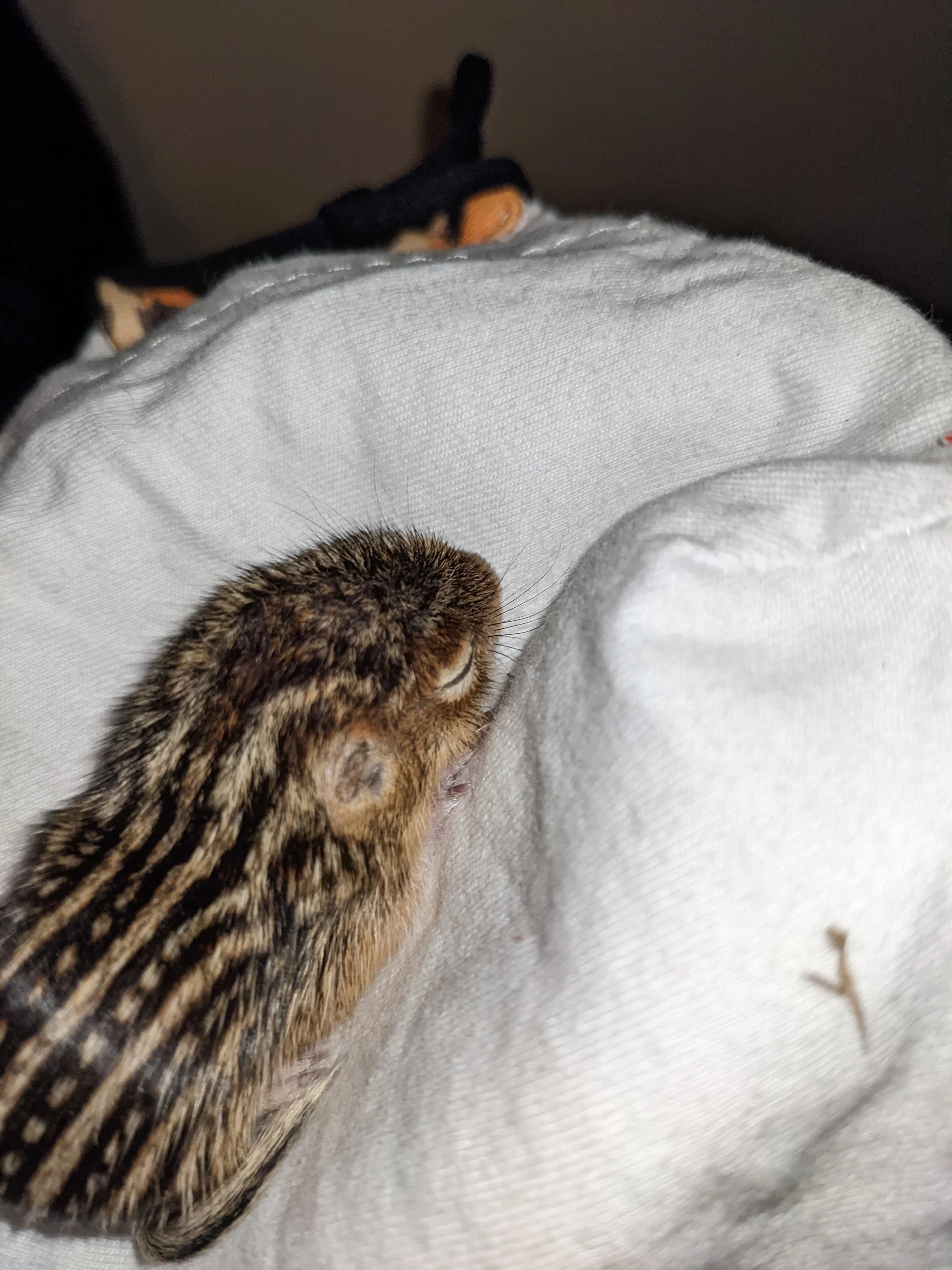 infant thirteen lined ground squirrels