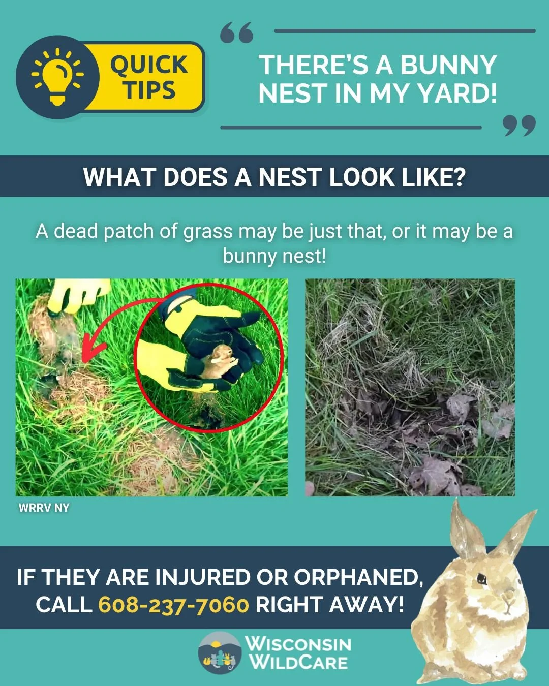 bunny-nest-yard-tips.jpg