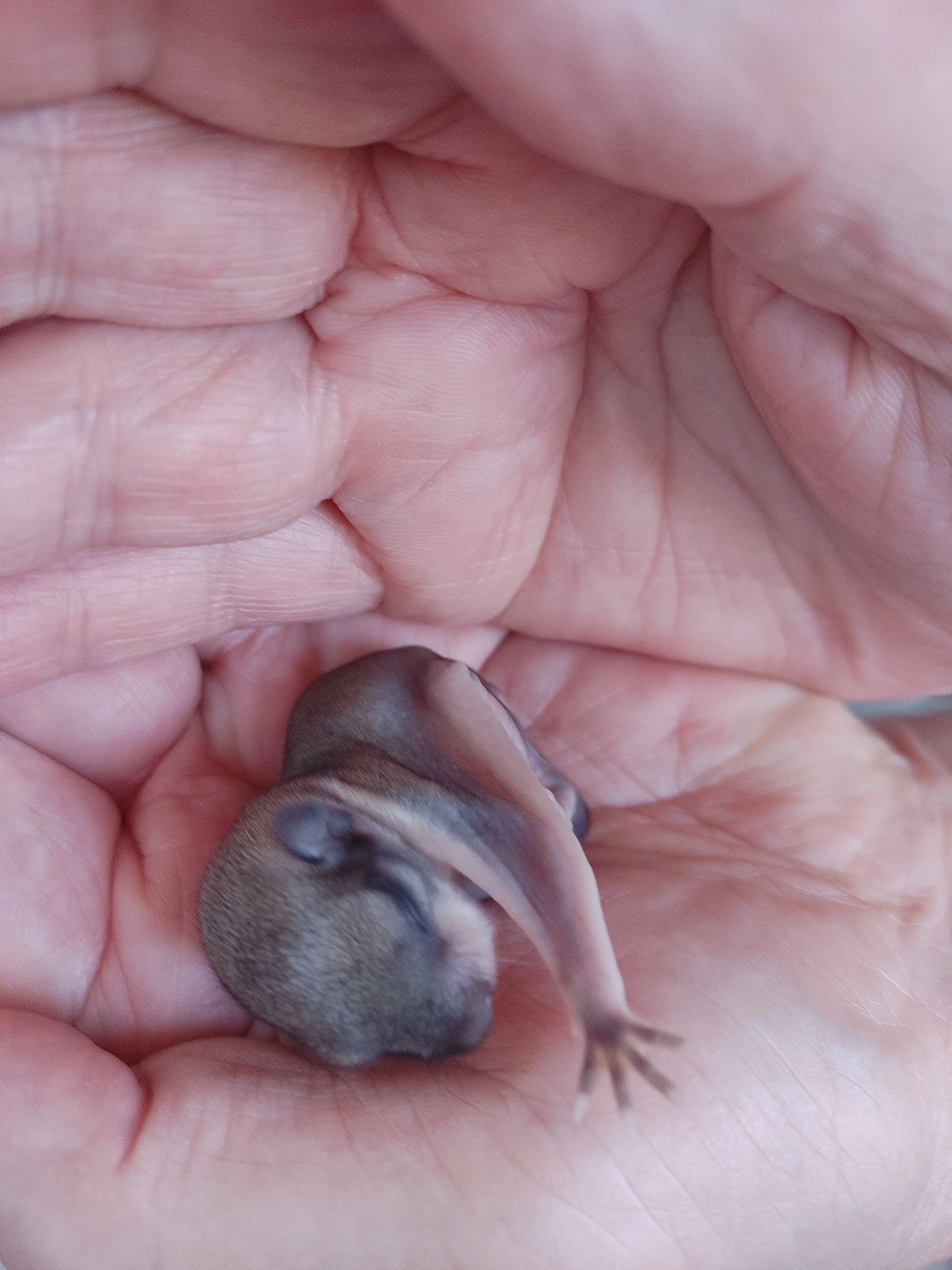 Approximately 1-week-old southern flying squirrel