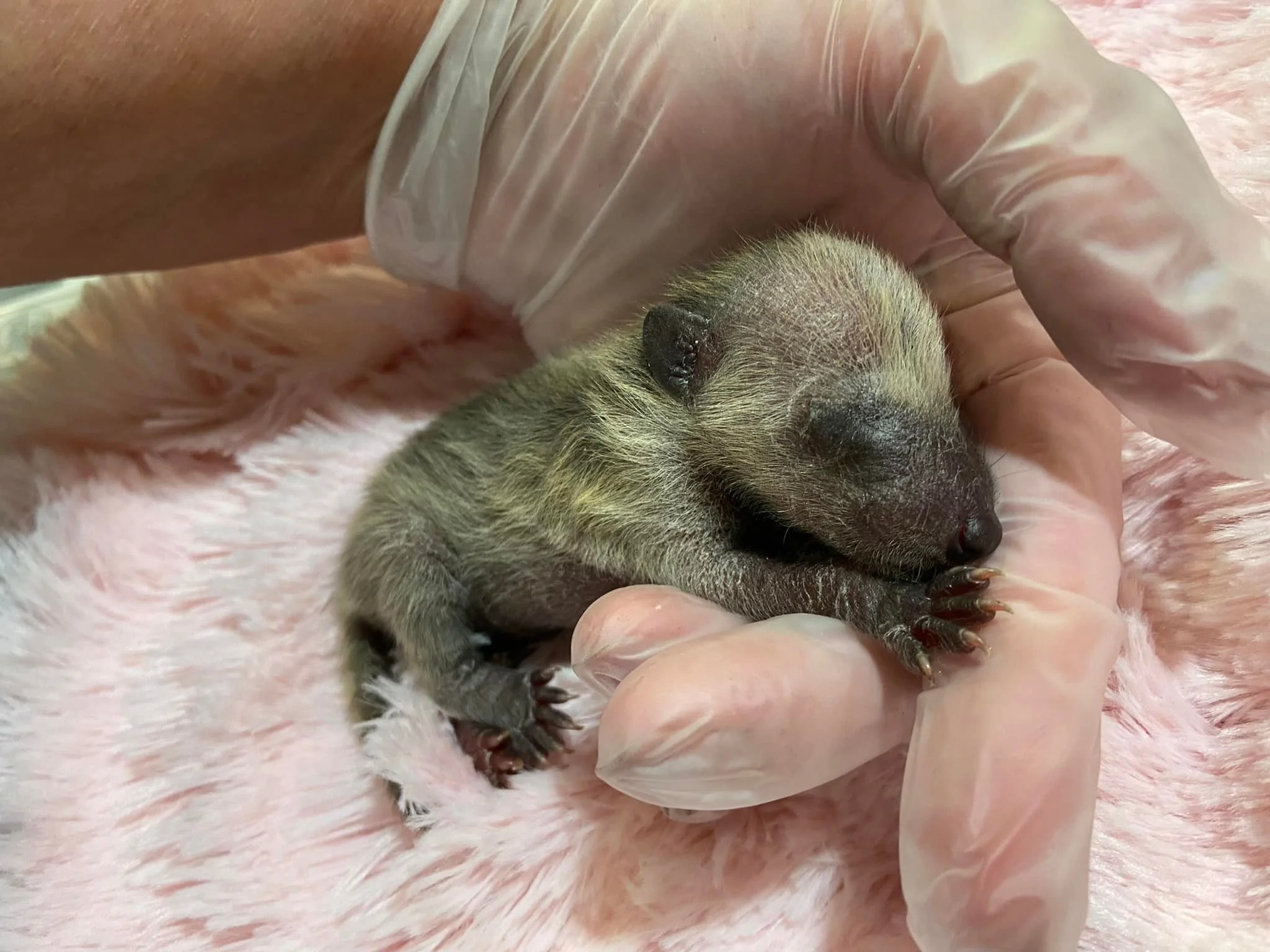 2-3 day old raccoon