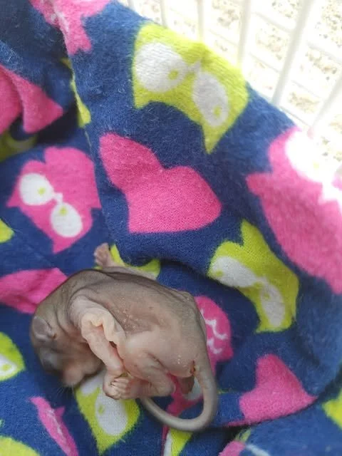 Approximately 1-week old gray squirrel