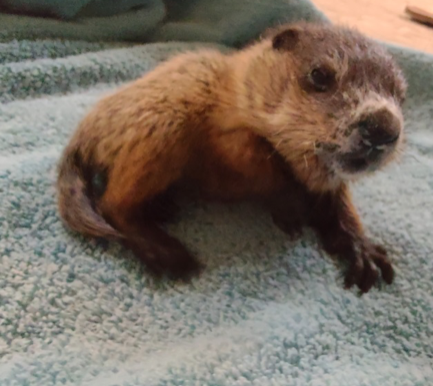 infant woodchuck on fleece