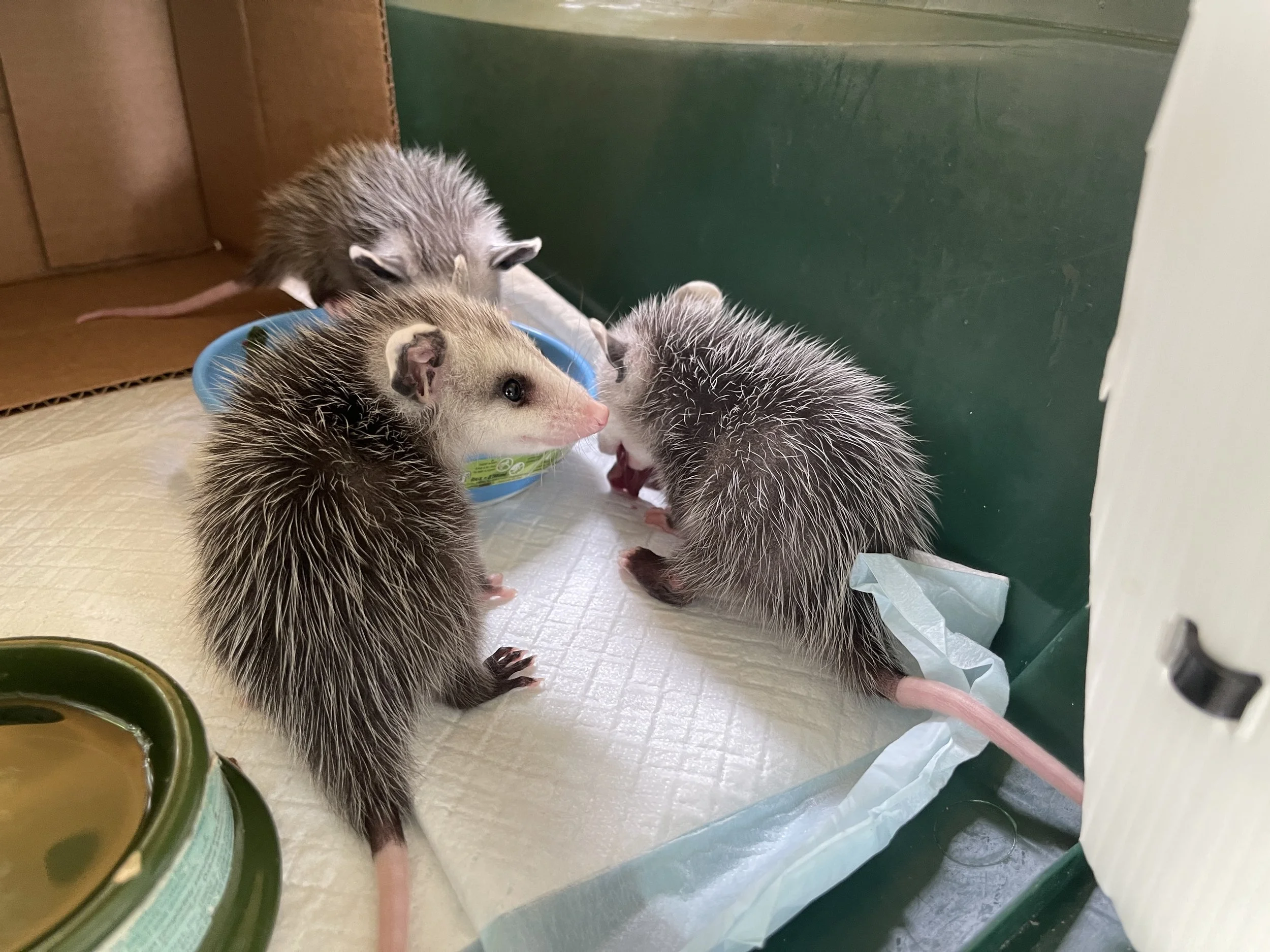 three young opossums in a plastic carrier with a puppy pad eating out of a dish
