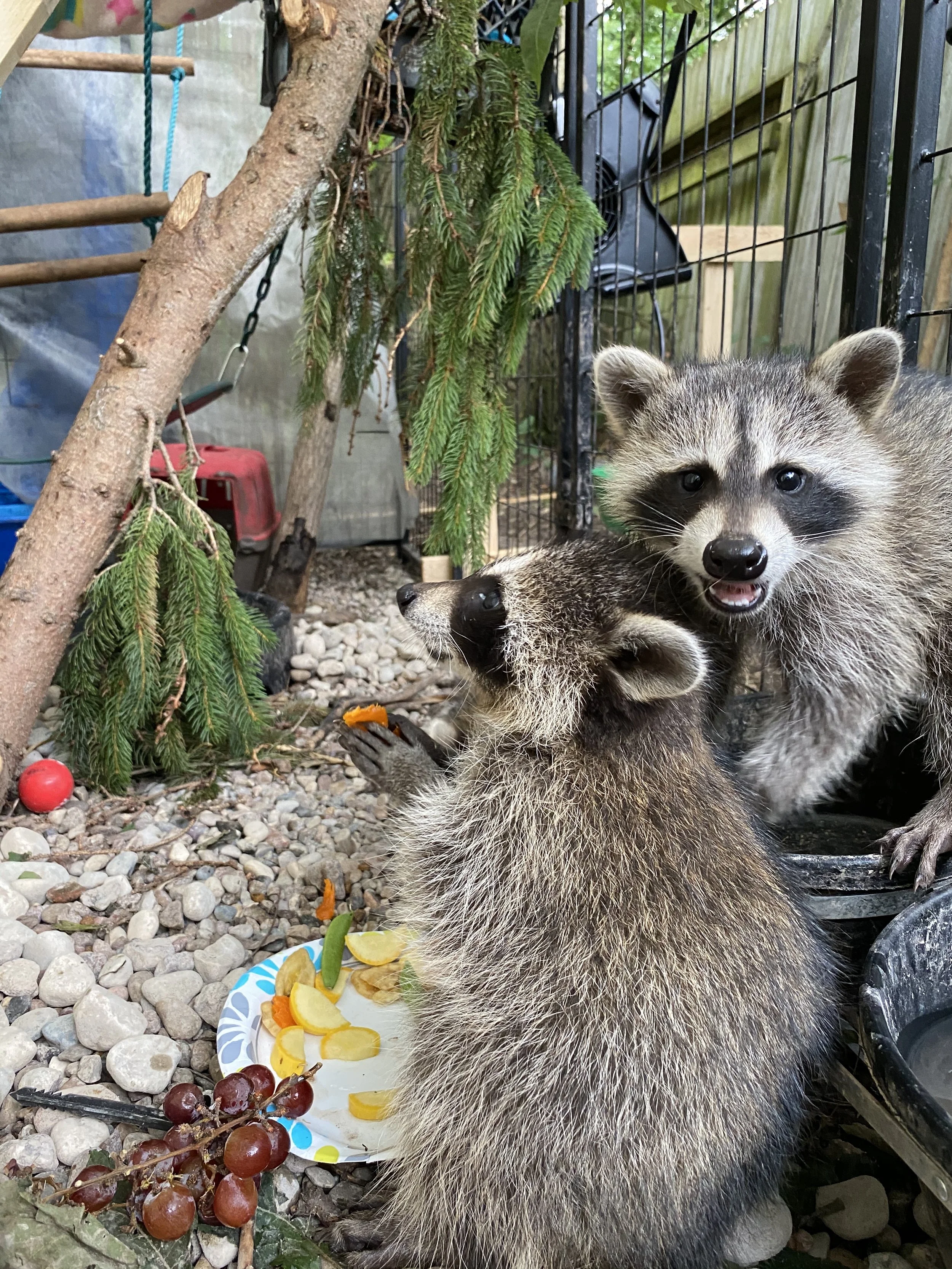 two young raccoons eating produce in an enriched enclosure