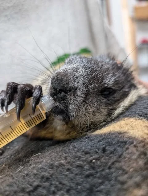 woodchuck drinking electrolytes from syringe