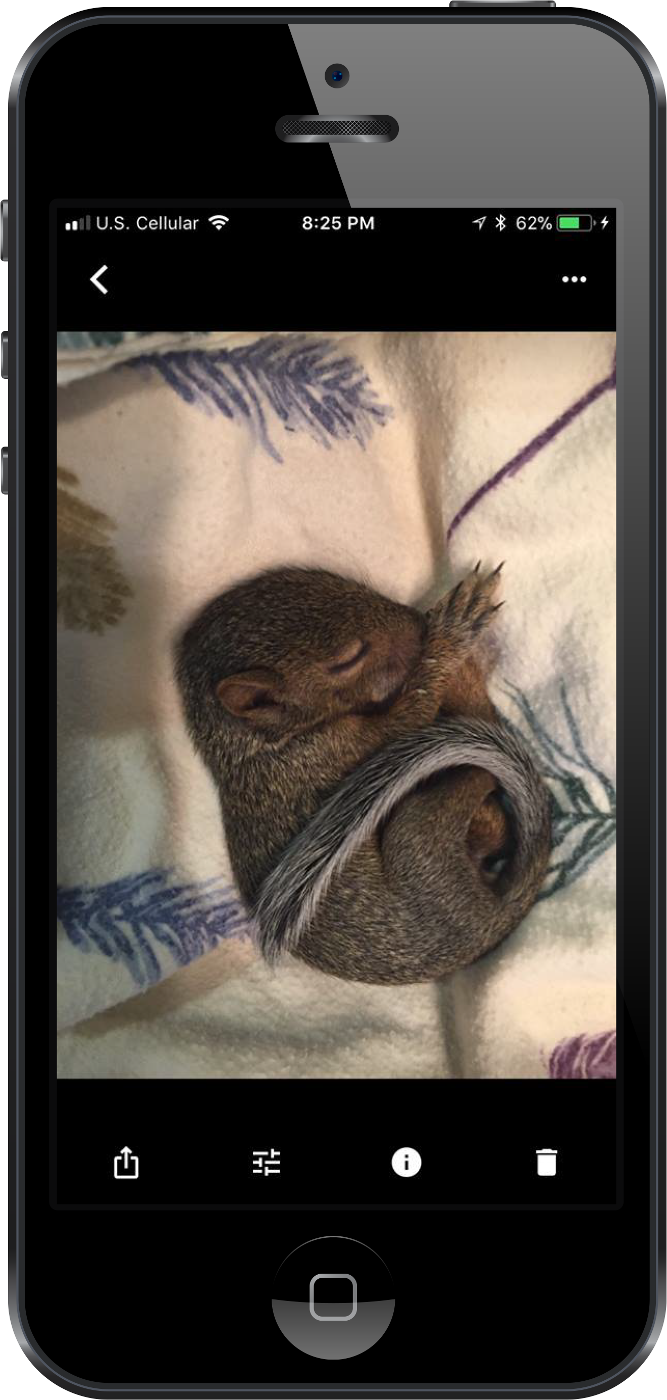 image of a cellphone taking a photo of a sleeping baby gray squirrel