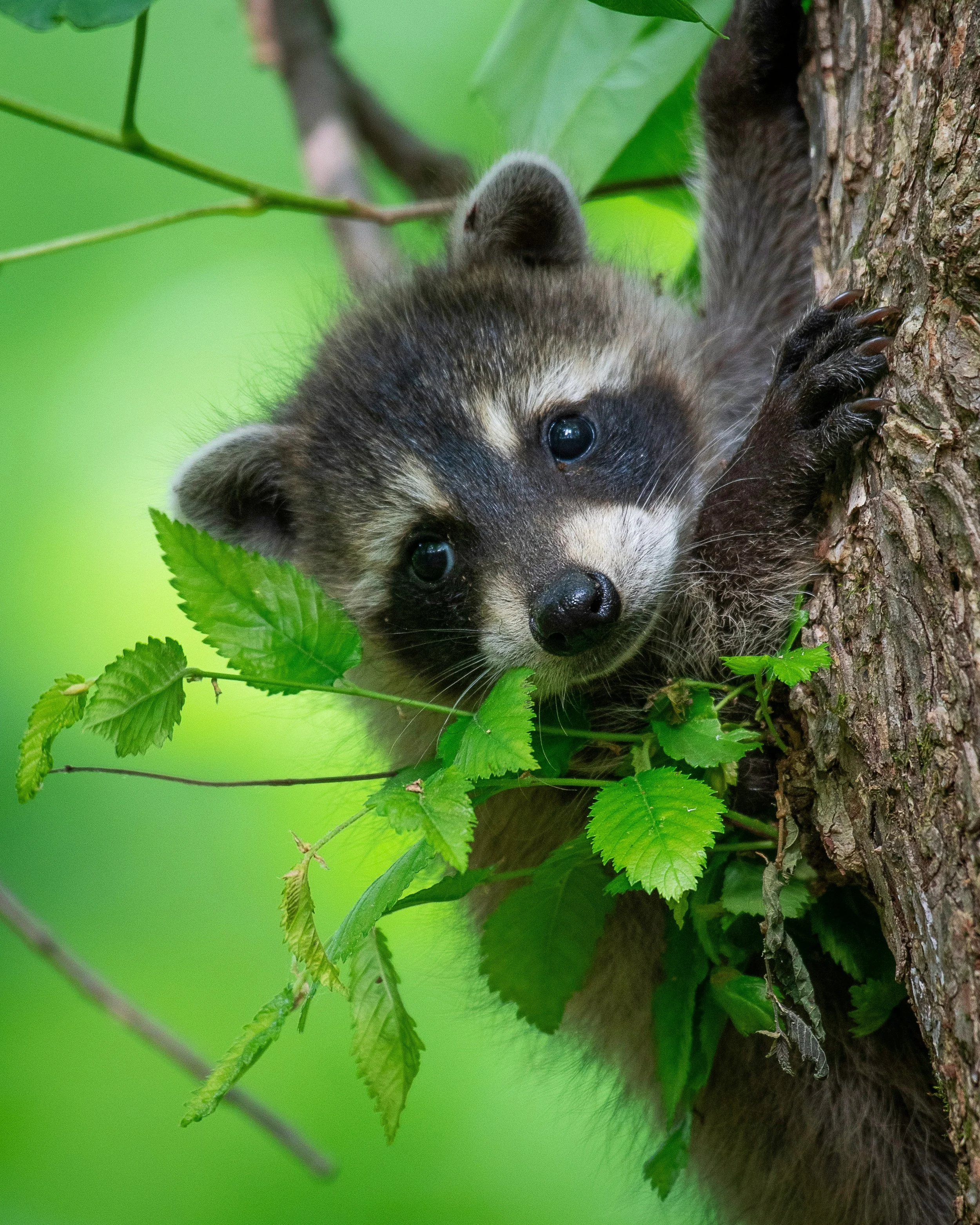 infant raccoon climbing a tree