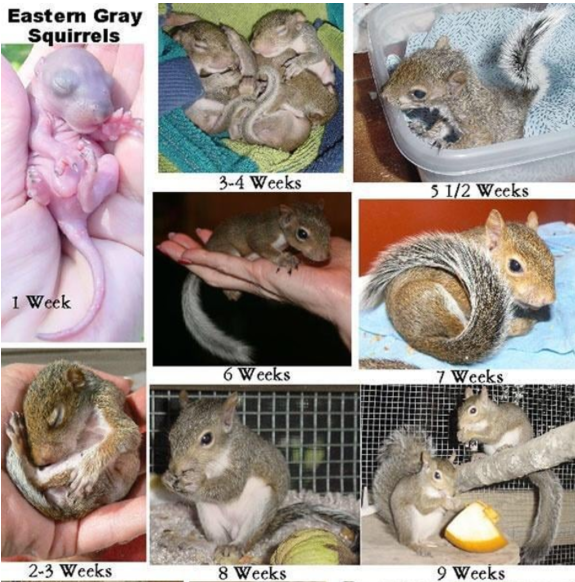 Gray squirrel developmental stages