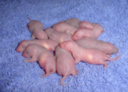 10 Pinkie opossums (1-2 weeks old)