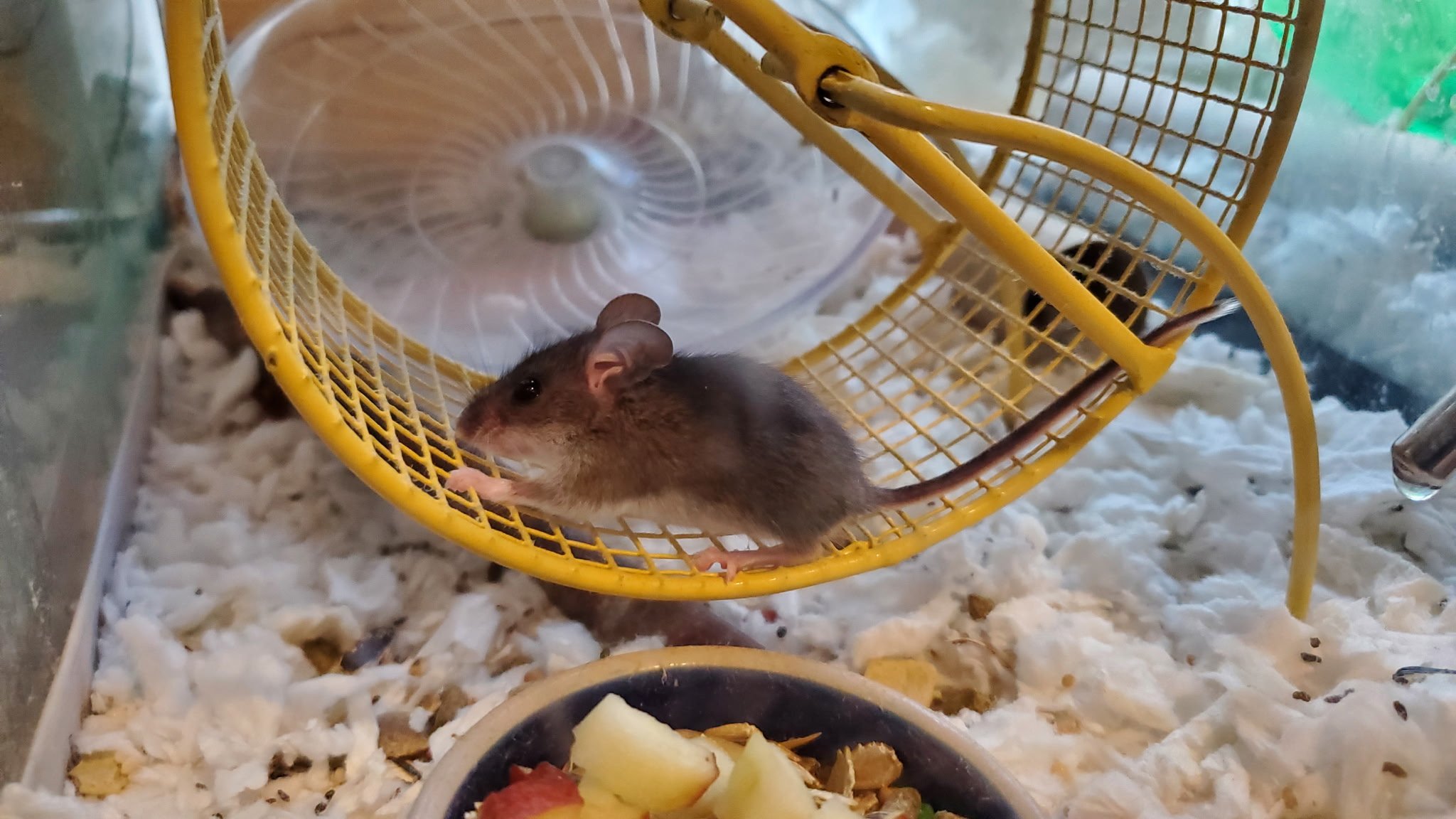 Deer mouse exercizing on a wheel (courtesy of Tracy Redman, Wisconsin DNR Advanced Wildlife Rehabilitation License holder)
