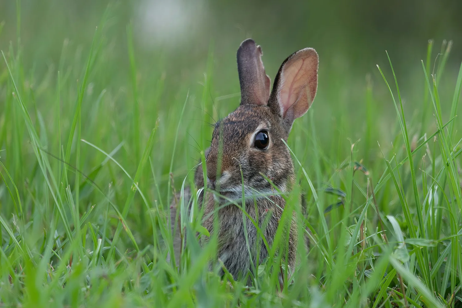 Wi Madison Rabbit Wisconsin WildCare