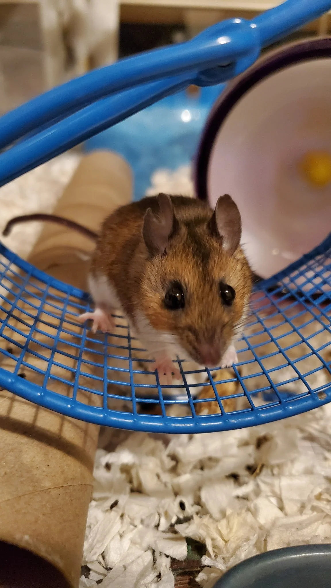 deer mouse on a blue wheel in an aquarium with soft substrate