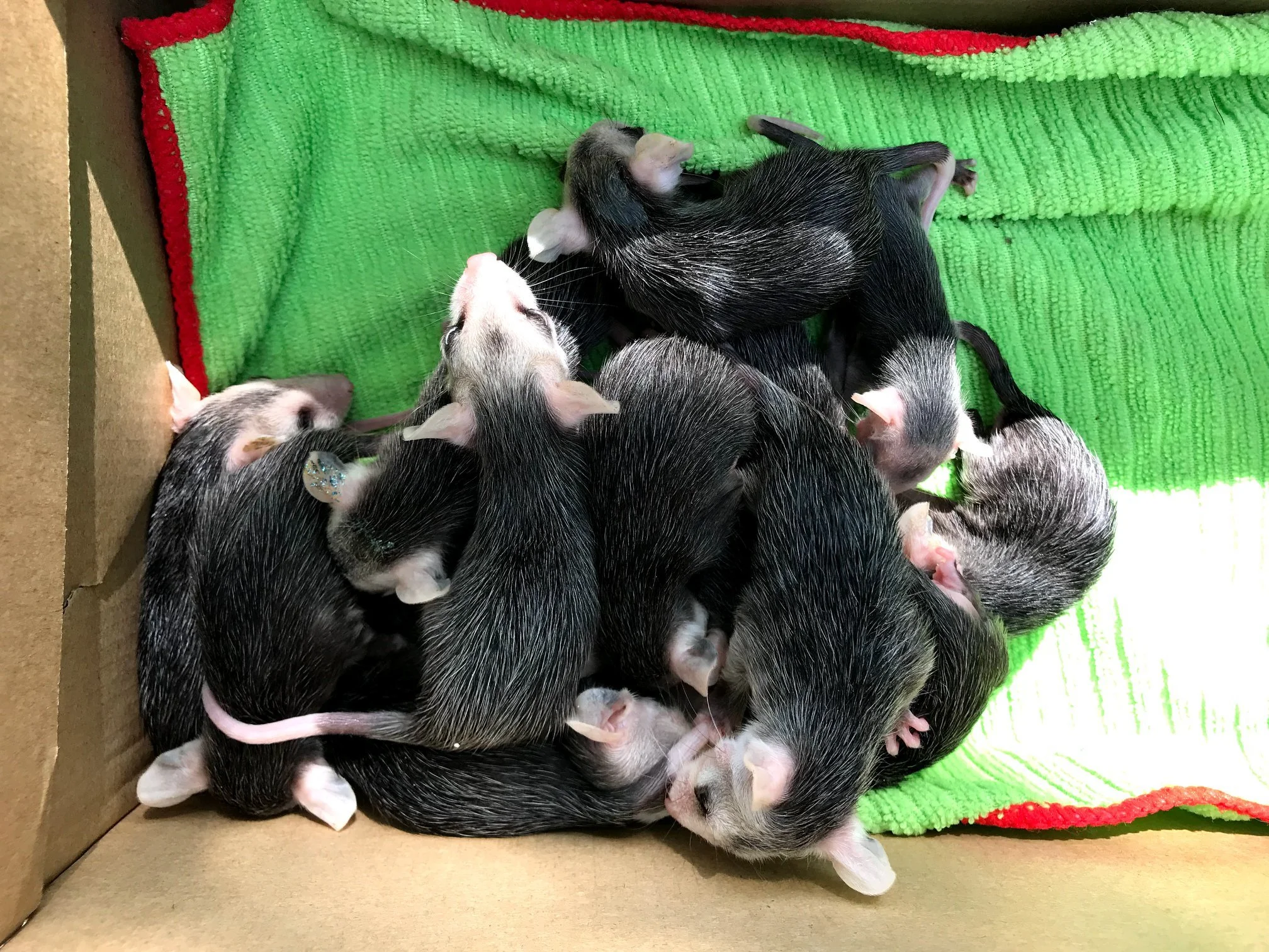 about a dozen baby opossums with fur in a cardboard box with a towel