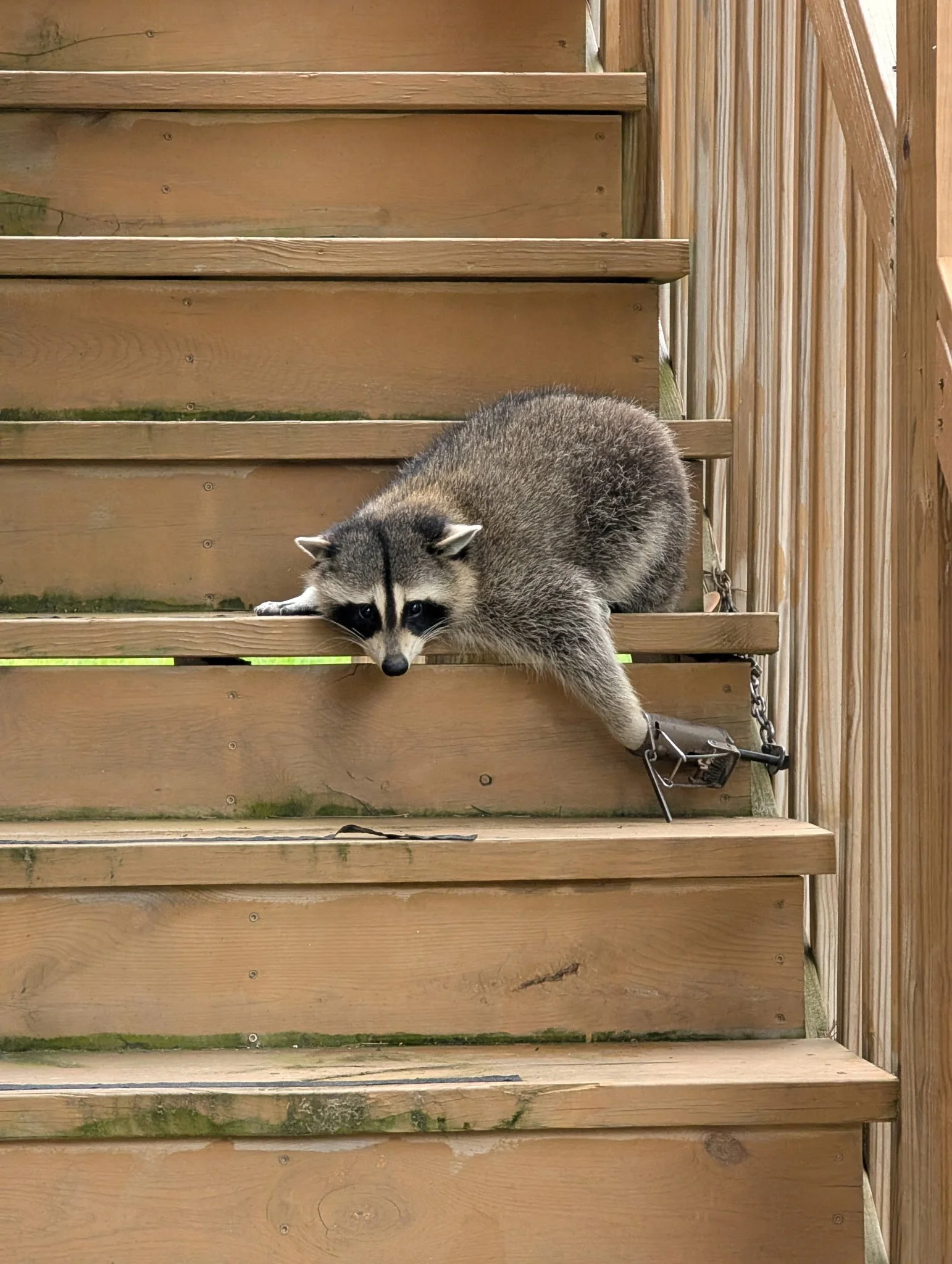 an adult raccoon with foot caught in steel leghold trap stuck on deck stairs
