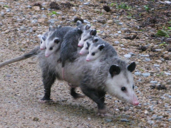 6 joeys riding on their mother's back