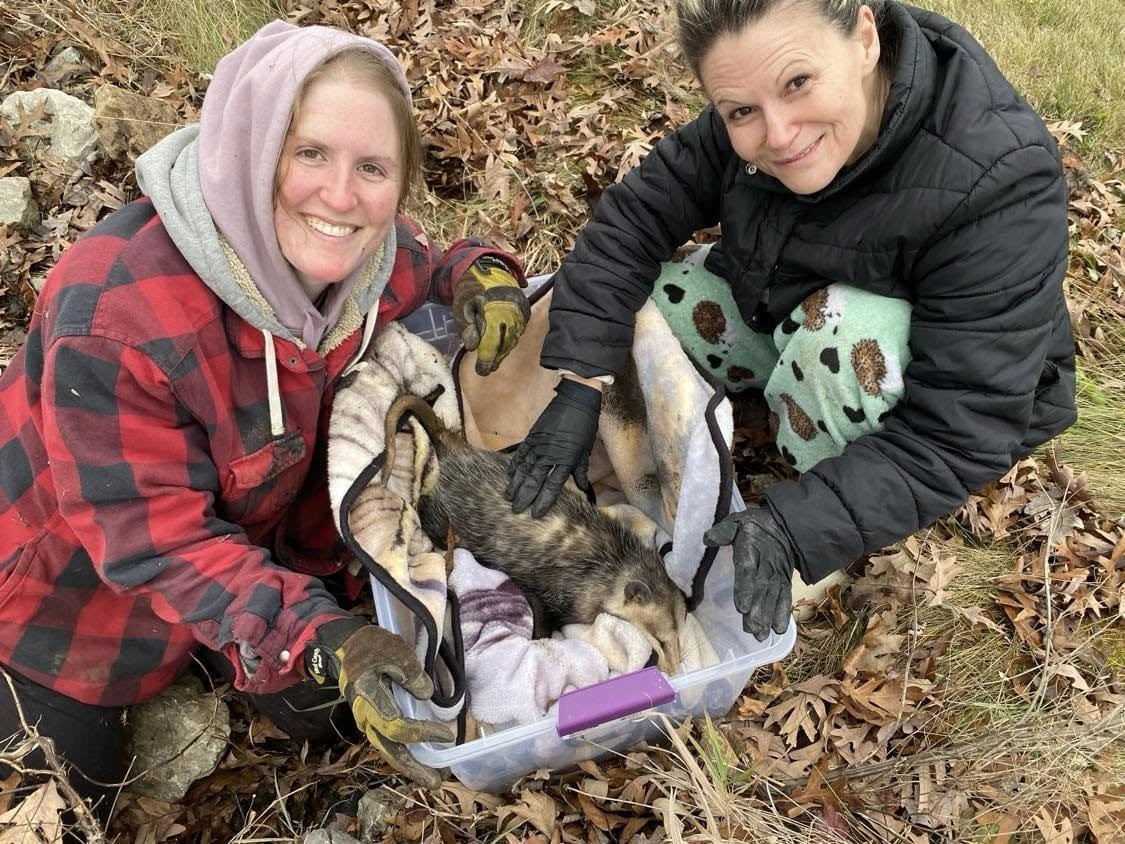 Two people wearing gloves crouching near the ground with an injured opossum contained