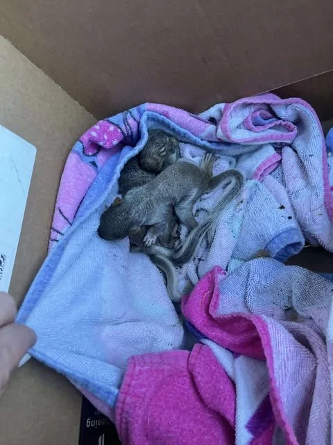 2-3 week-old gray squirrels