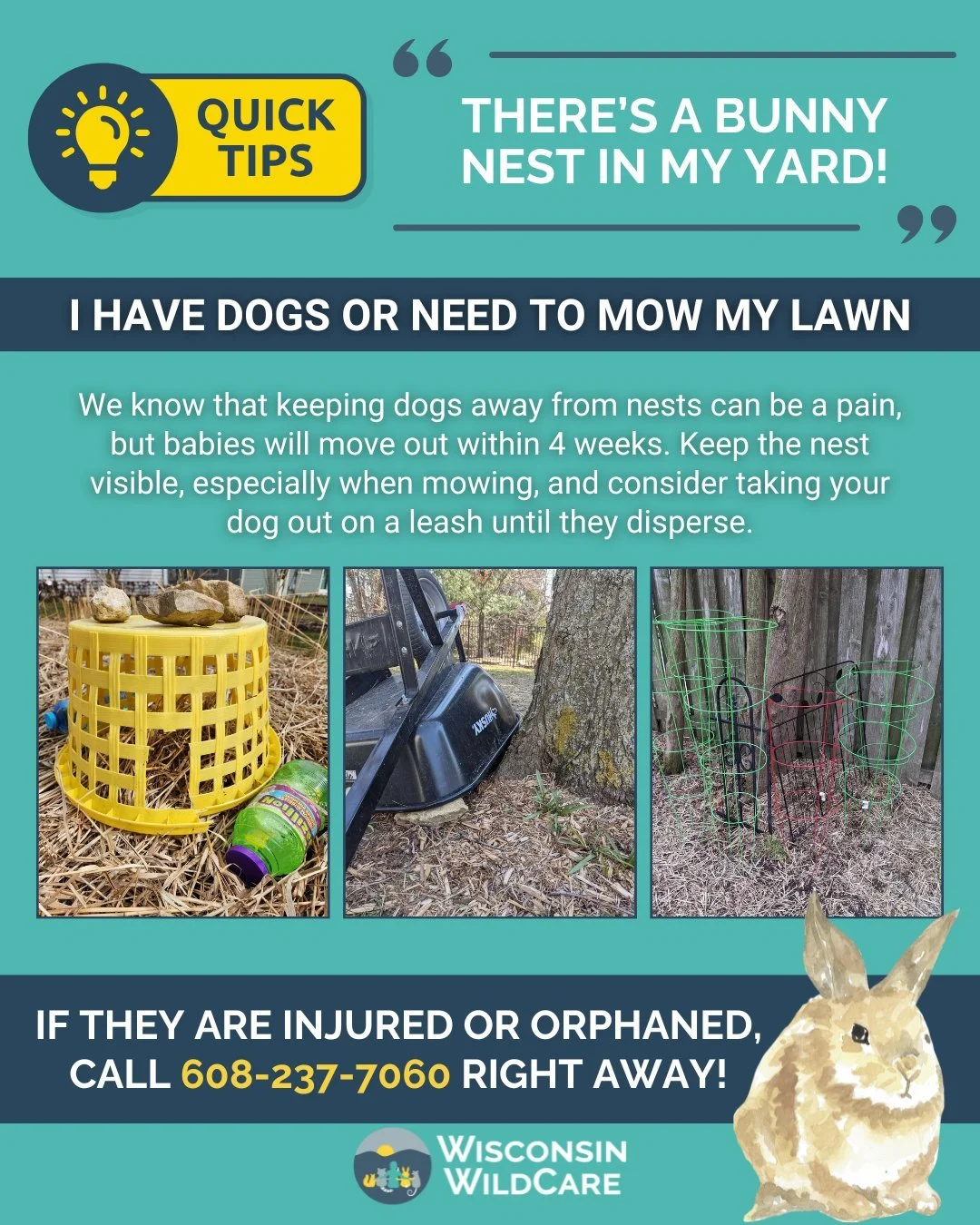 bunny-nest-yard.jpg