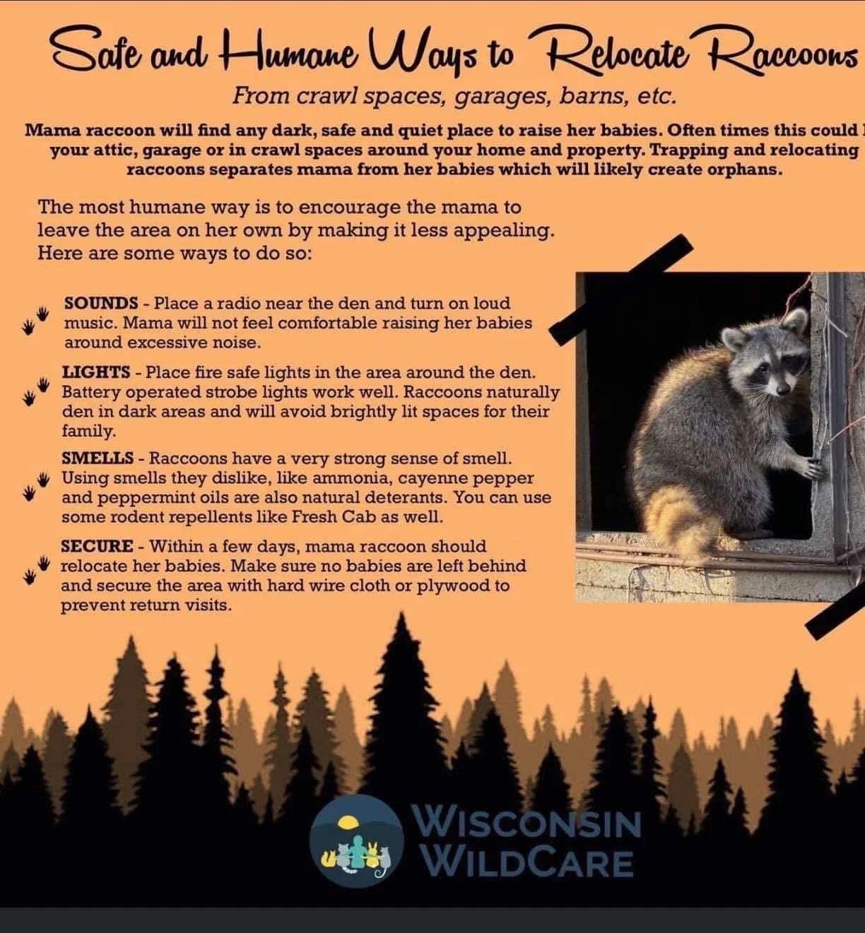Safe and Humane Ways to Relocate Raccoons from crawl spaces, garages, barns, etc. 
