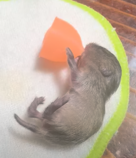 Infant meadow vole suckling on synthetic nipple, on 3-inch diameter pad (for scale). Notice the dark tummy skin, single-color tail fur and tiny furred ears.