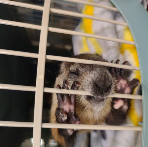 a juvenile woodchuck with their teeth around the bars of a carrier