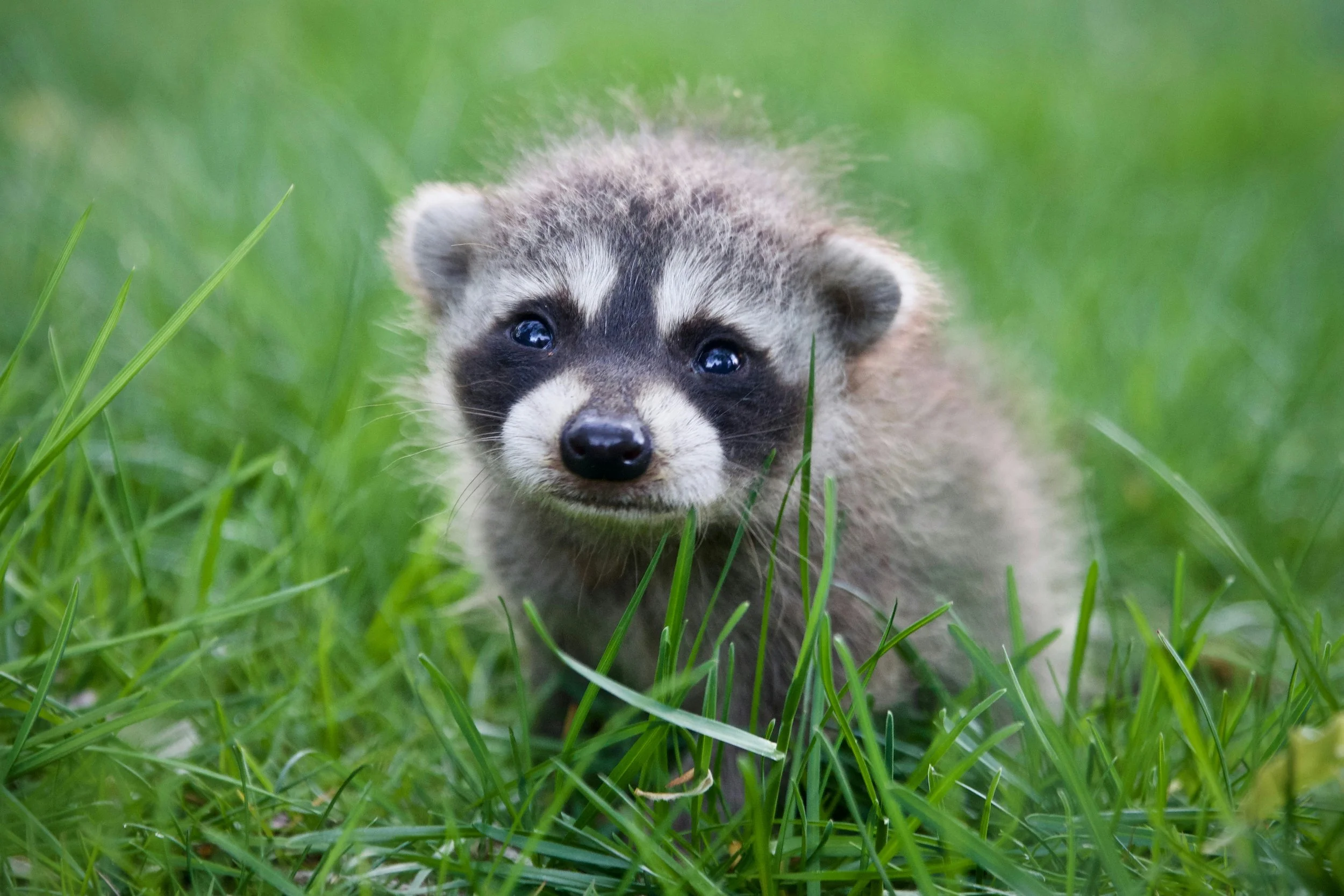 infant raccoon in grass