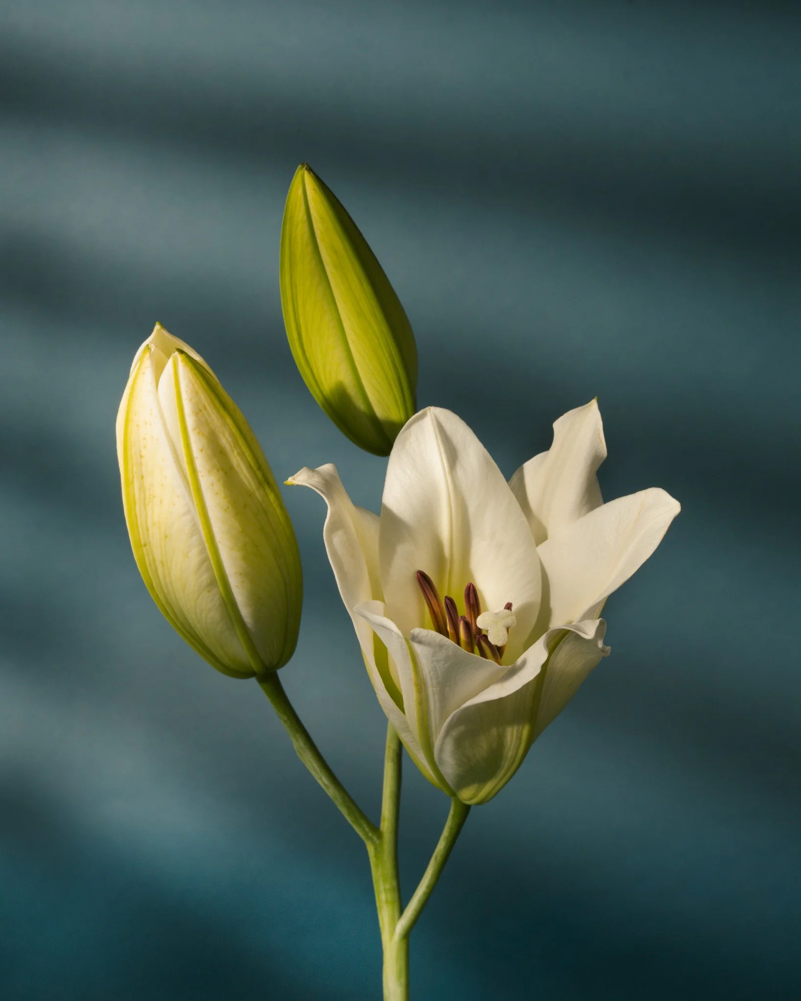 Apr 06 - Studio0107-2.jpg