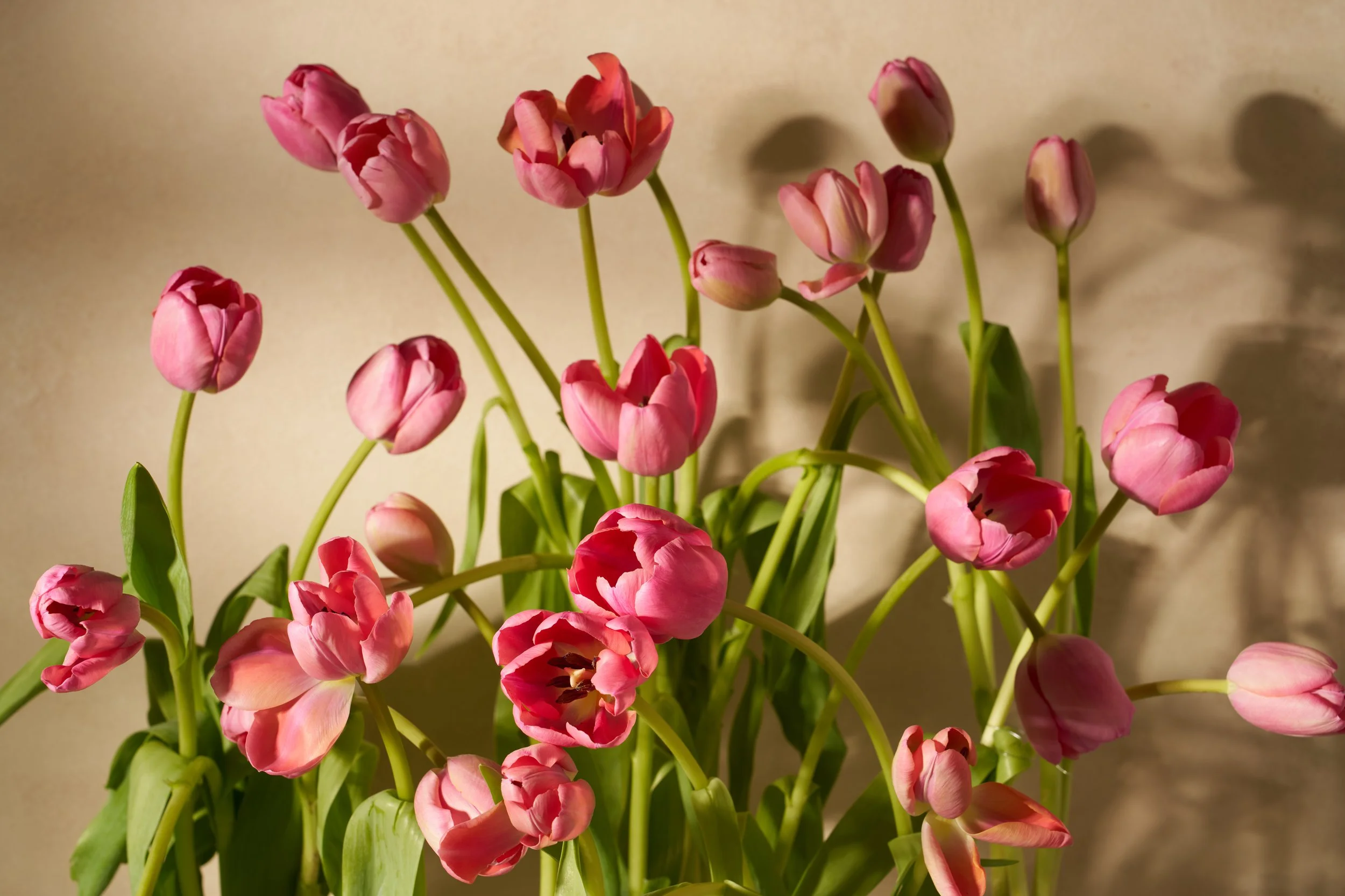 Pink Tulips Apr 90033.jpg