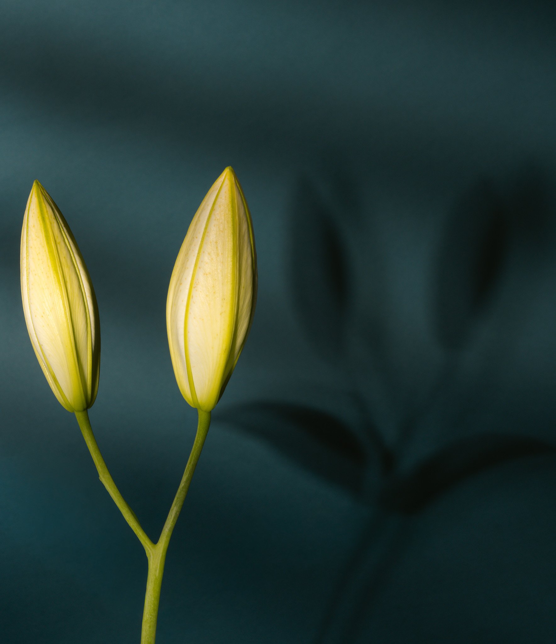 Apr 06 - Studio0131-4.jpg
