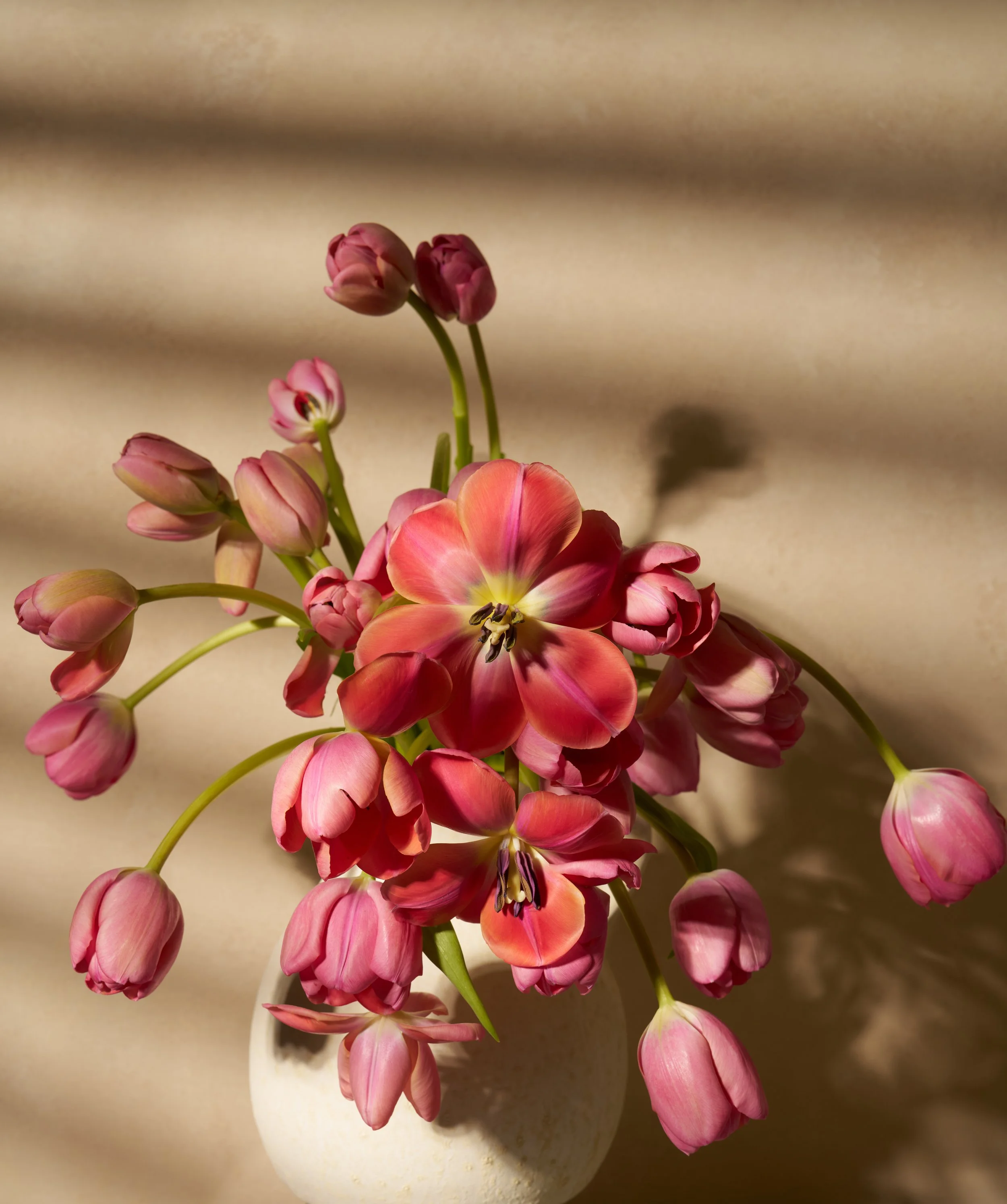 Pink Tulips Apr 90062.jpg