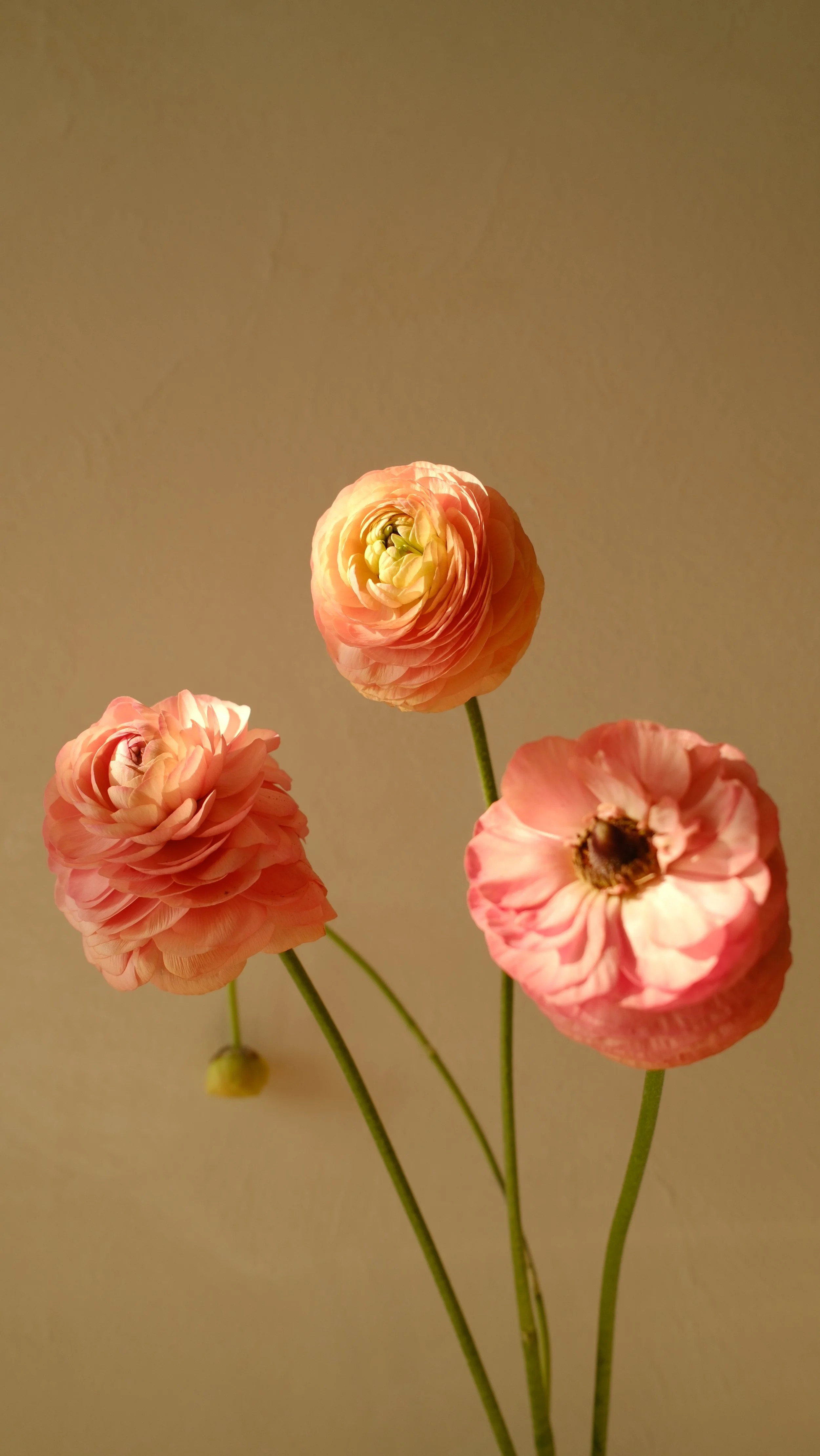 DSCF4264.JPG