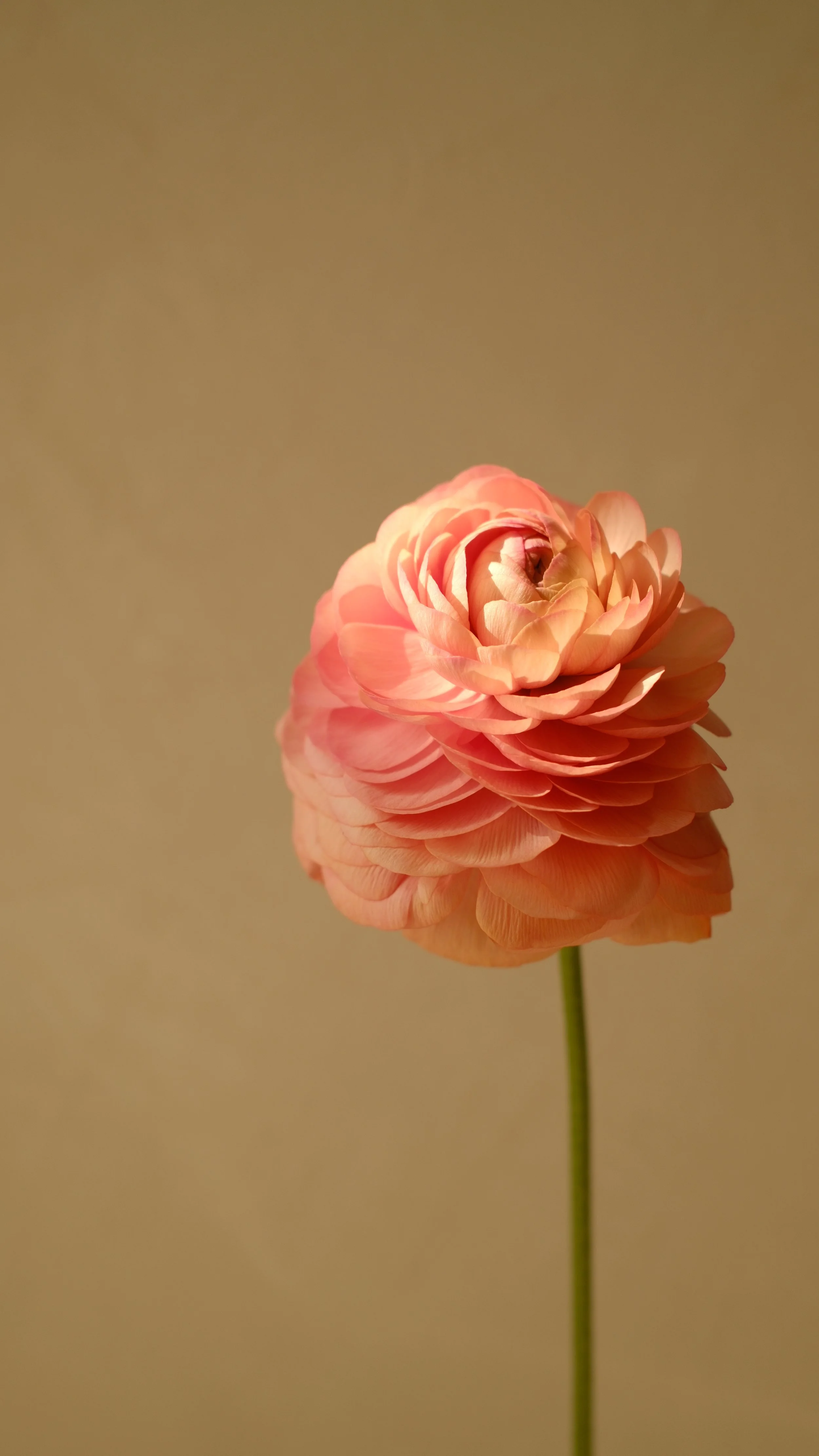 DSCF4249.JPG