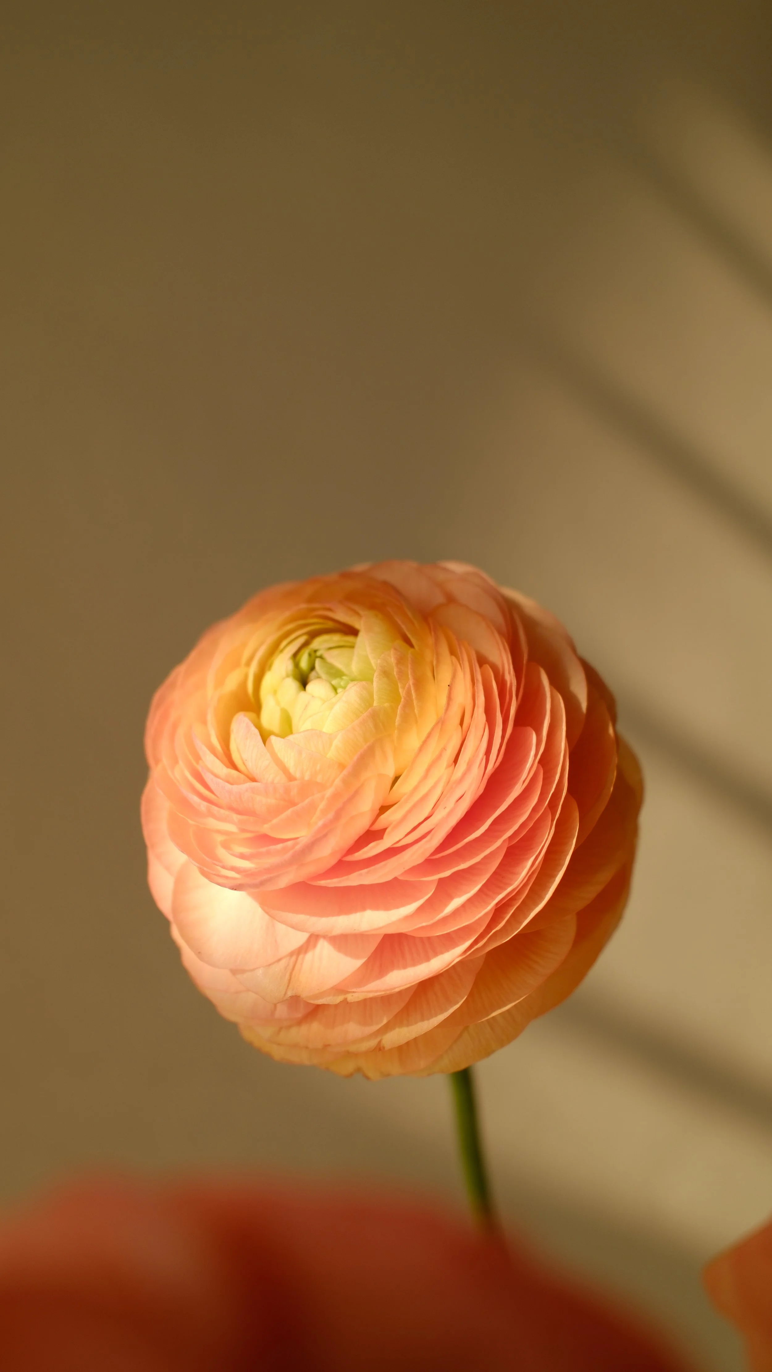 DSCF4185.JPG