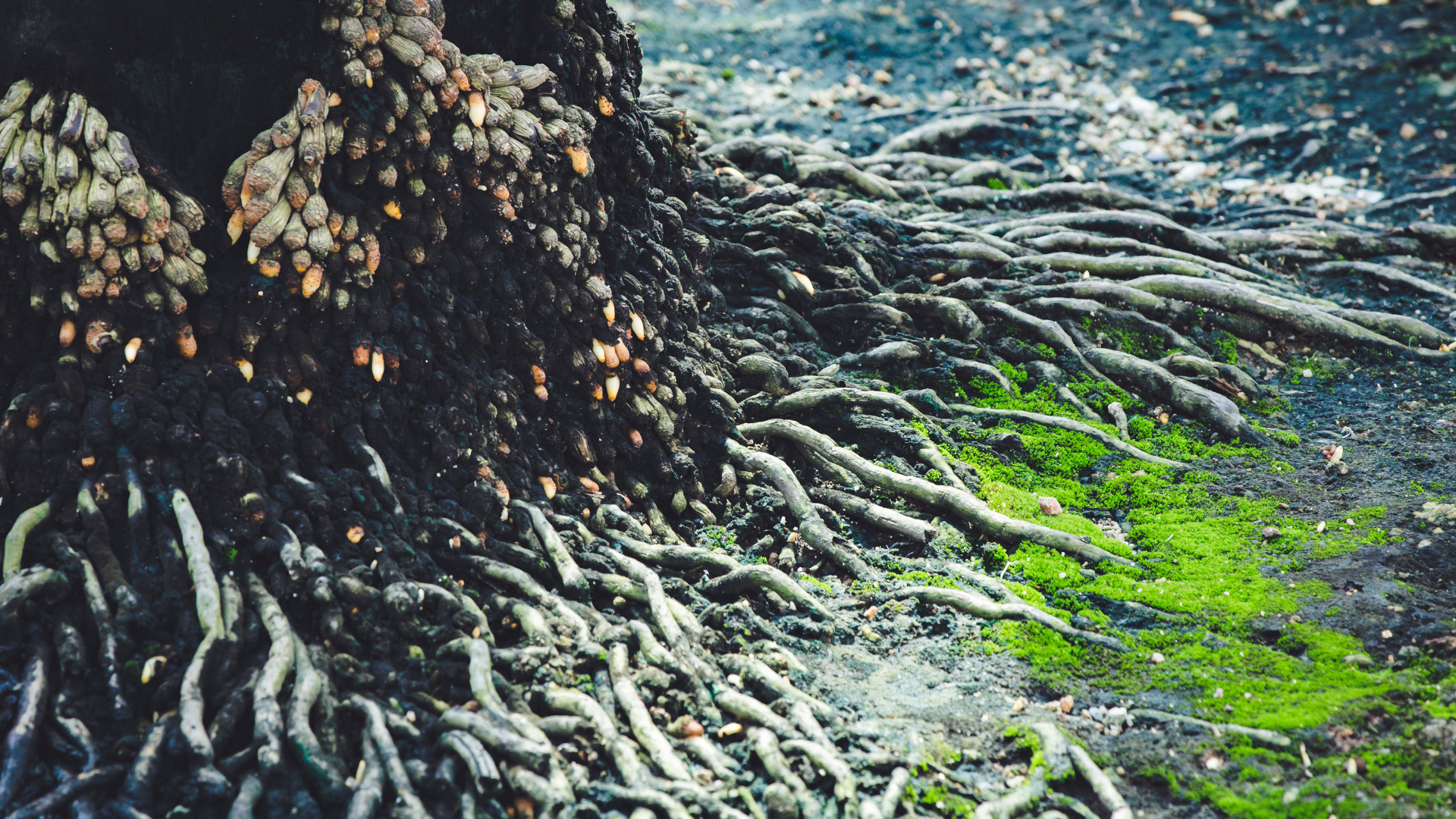 Close-up of tree roots and bark on a forest floor with green moss growing around them.