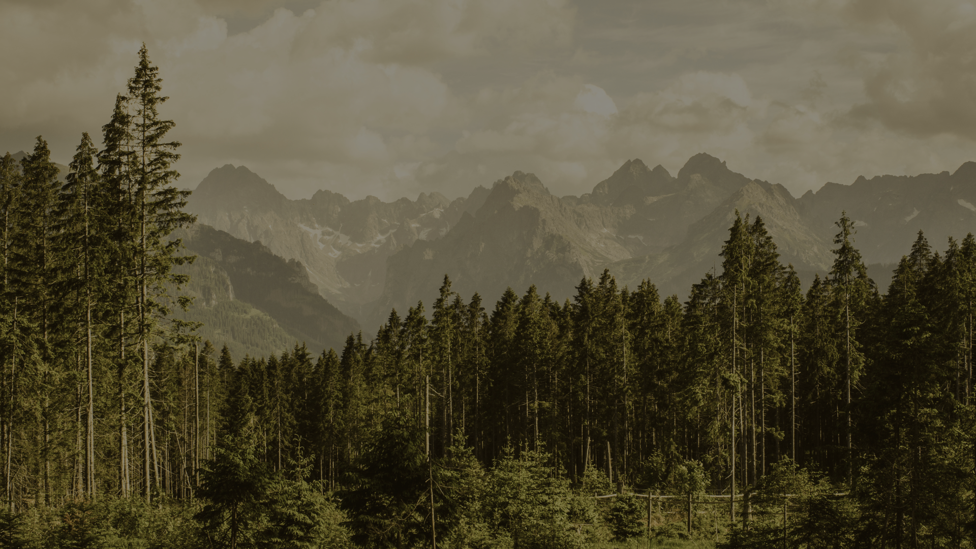 Welcome to rooted marketing co.