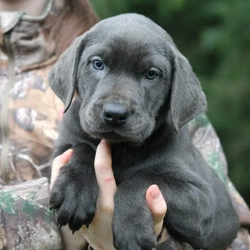 Labradoodle Puppies in Sammamish, WA 