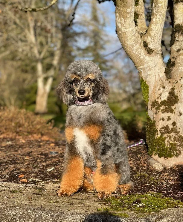 Royal Moyen Blue Merle Tri Colored Poodle