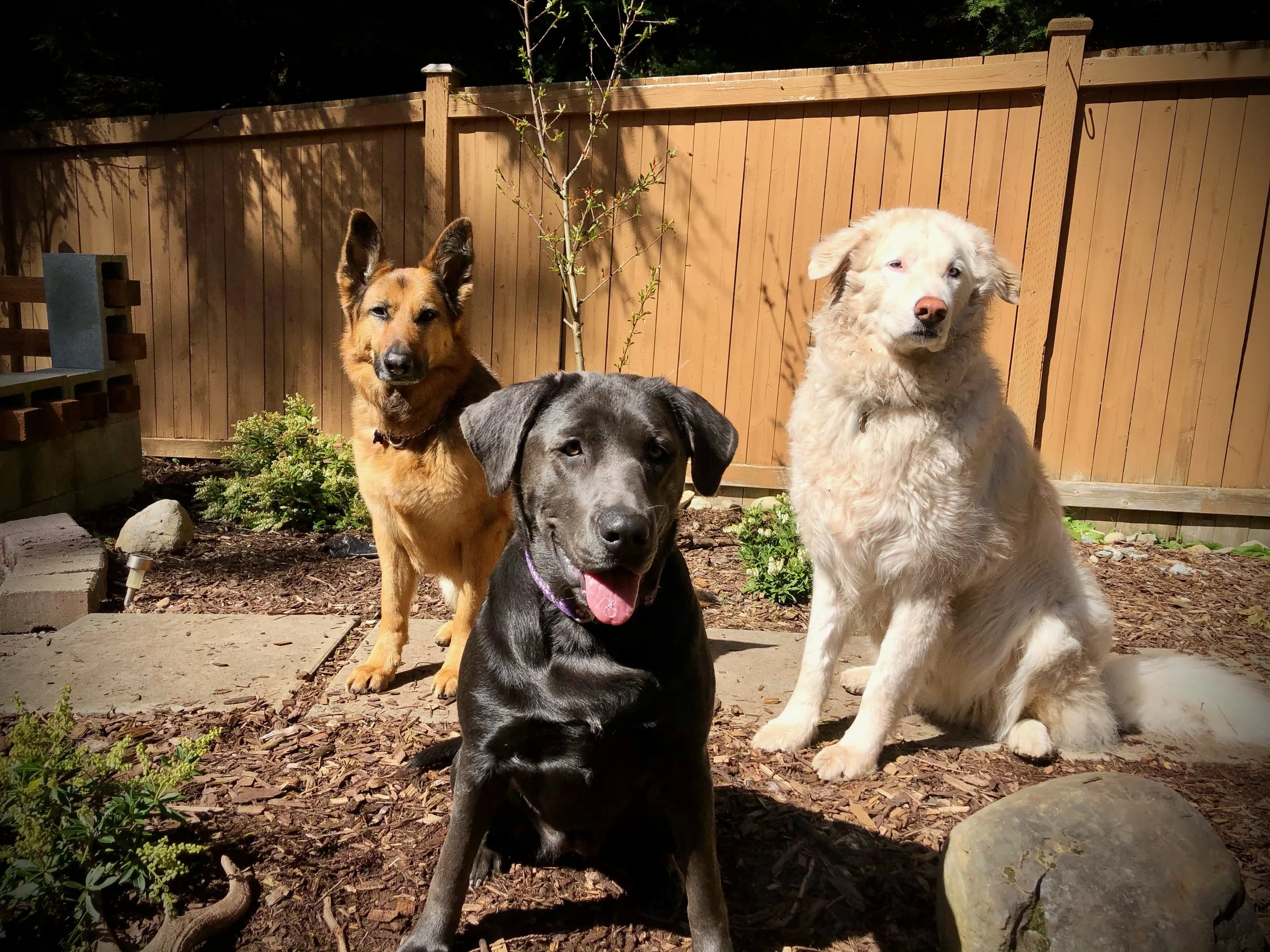 charcoal labrador puppy friends