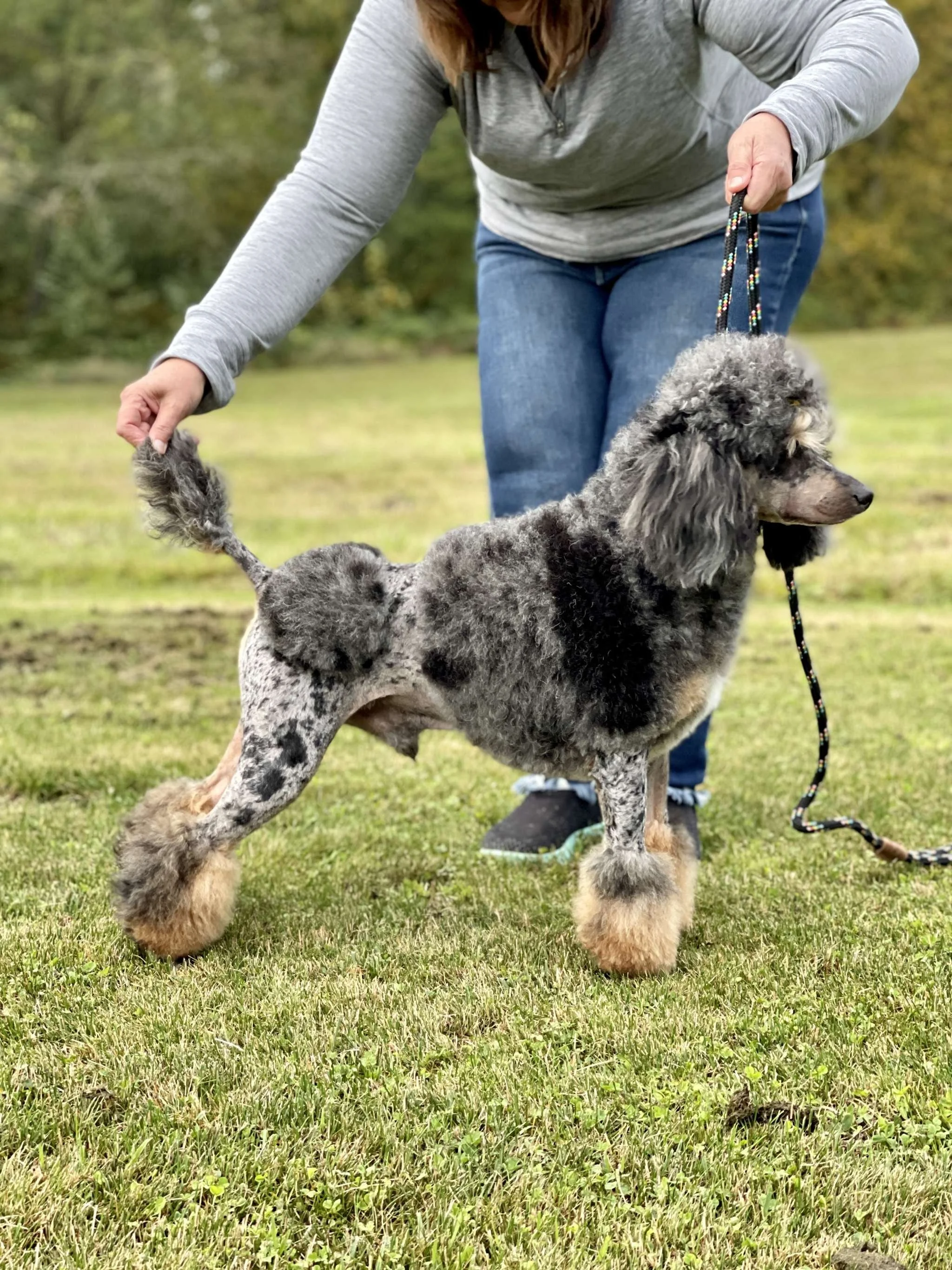 Blue merle tri colored poodle