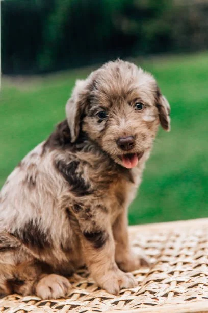 A adorable puppy with a marbled brown, black, and beige coat sitting on a woven surface outdoors, with a blurred green background.