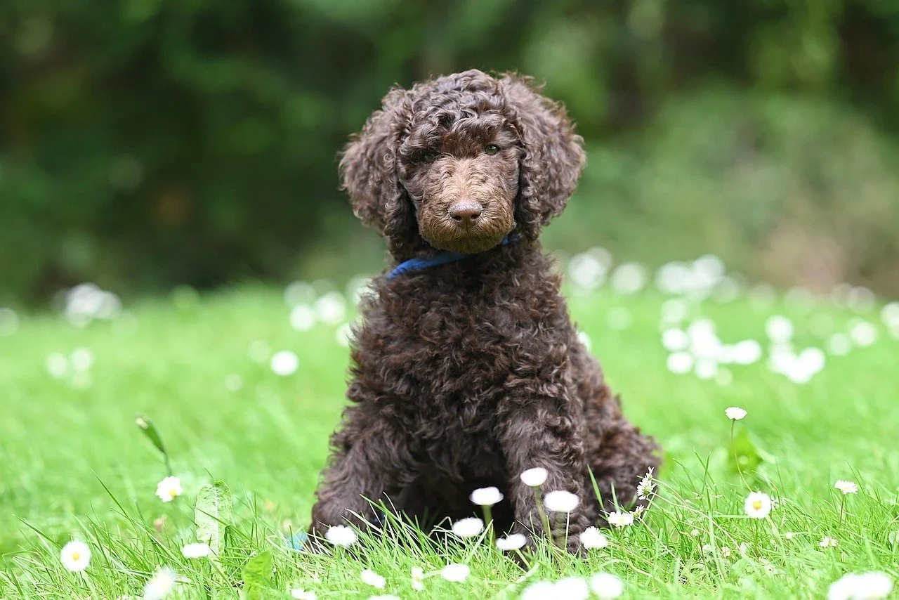 A cute curly-haired brown puppy sitting on green grass with small white flowers, with a blurred green background.