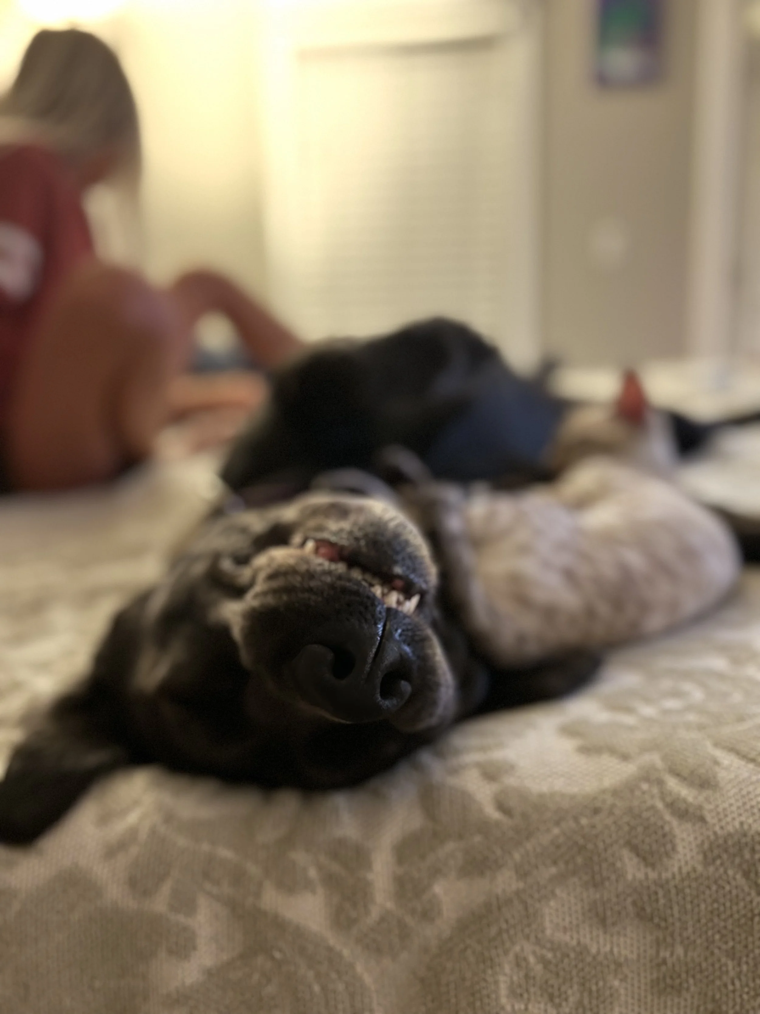 charcoal labrador with bangle cat