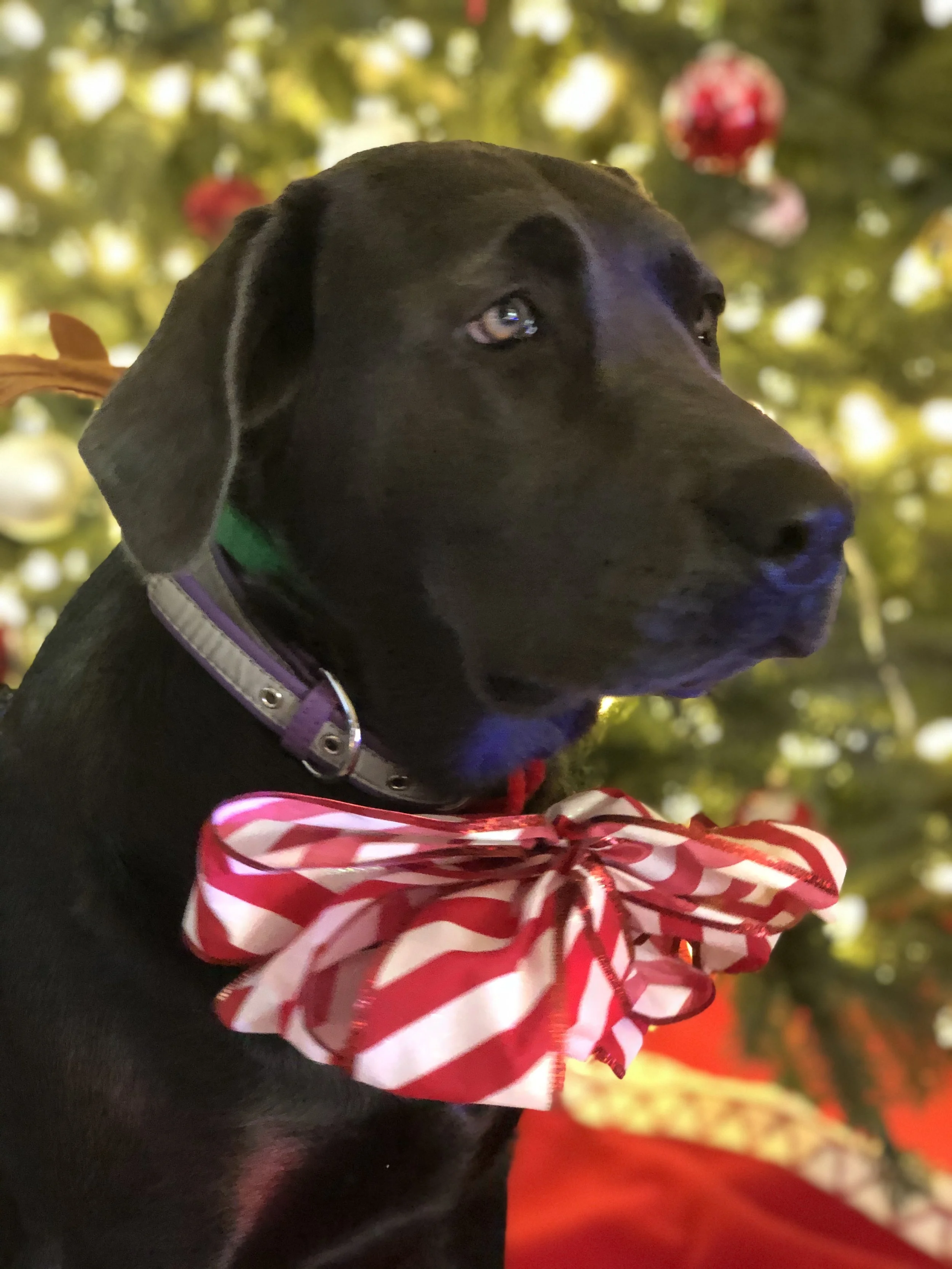 Black puppy with a red and white striped bow tie and purple collar, posing in front of a decorated Christmas tree.