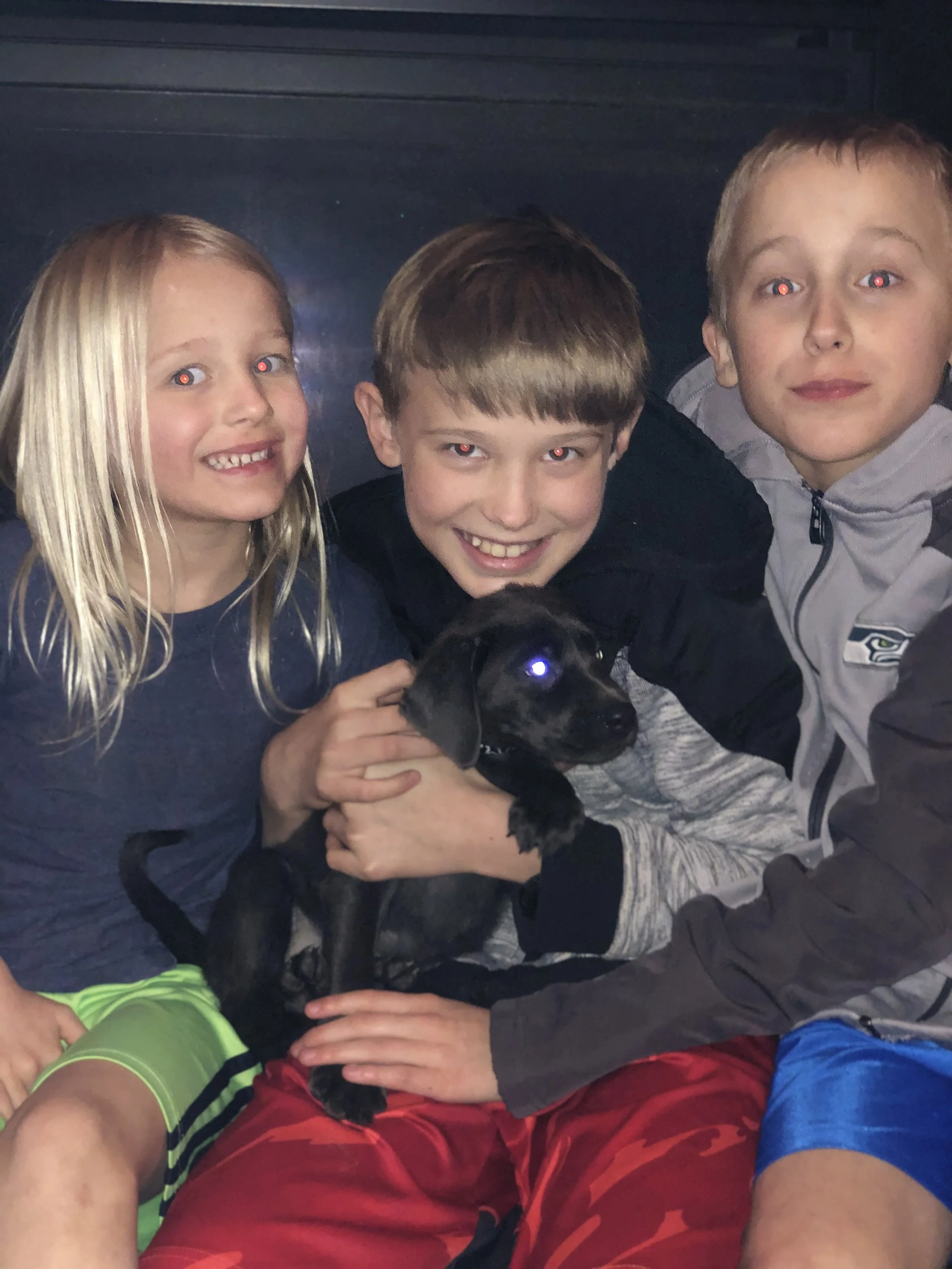 Kilimanjaro Yeti charcoal labrador retriever